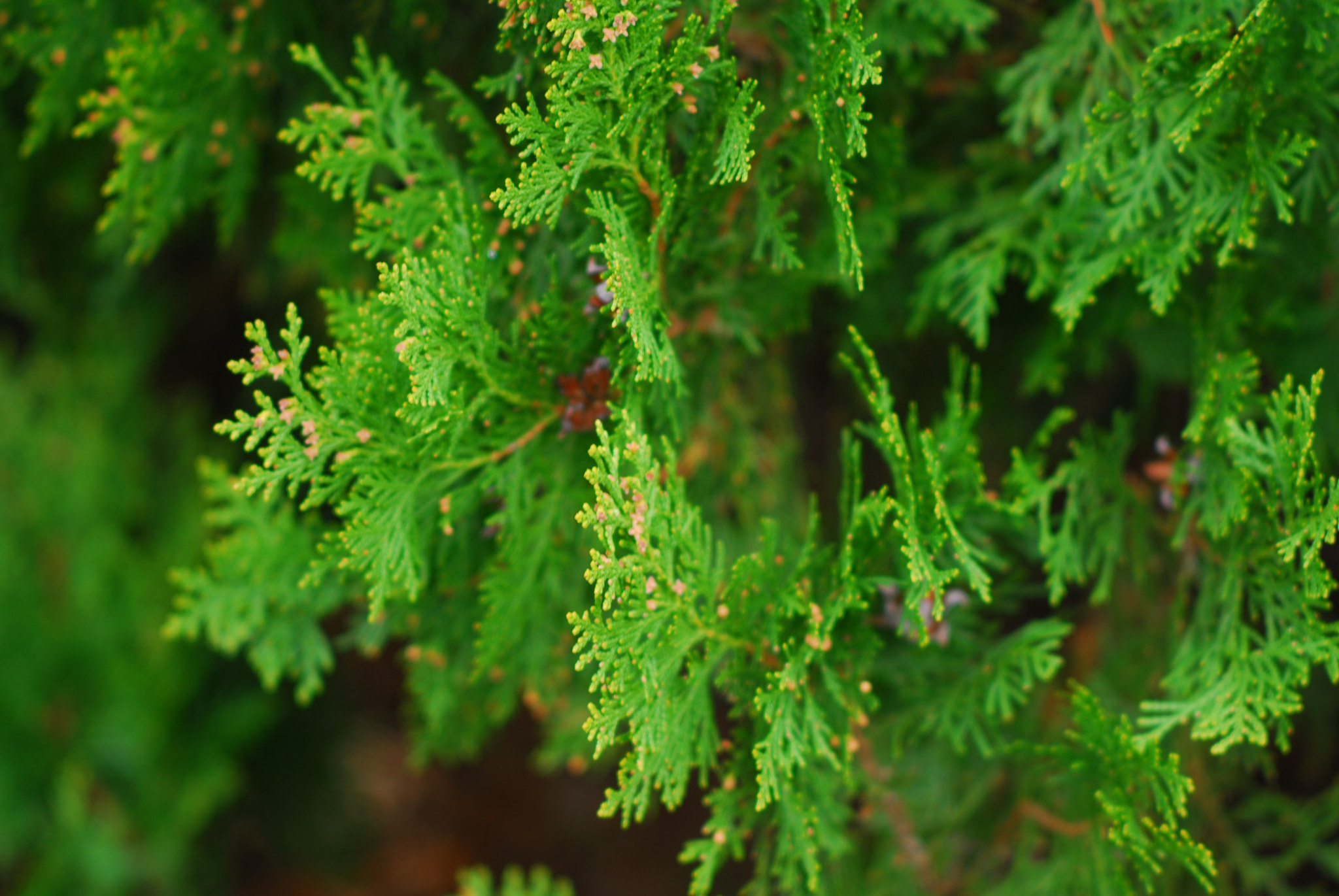 Nikon D200 + Manual Lens No CPU sample photo. Evergreen photography