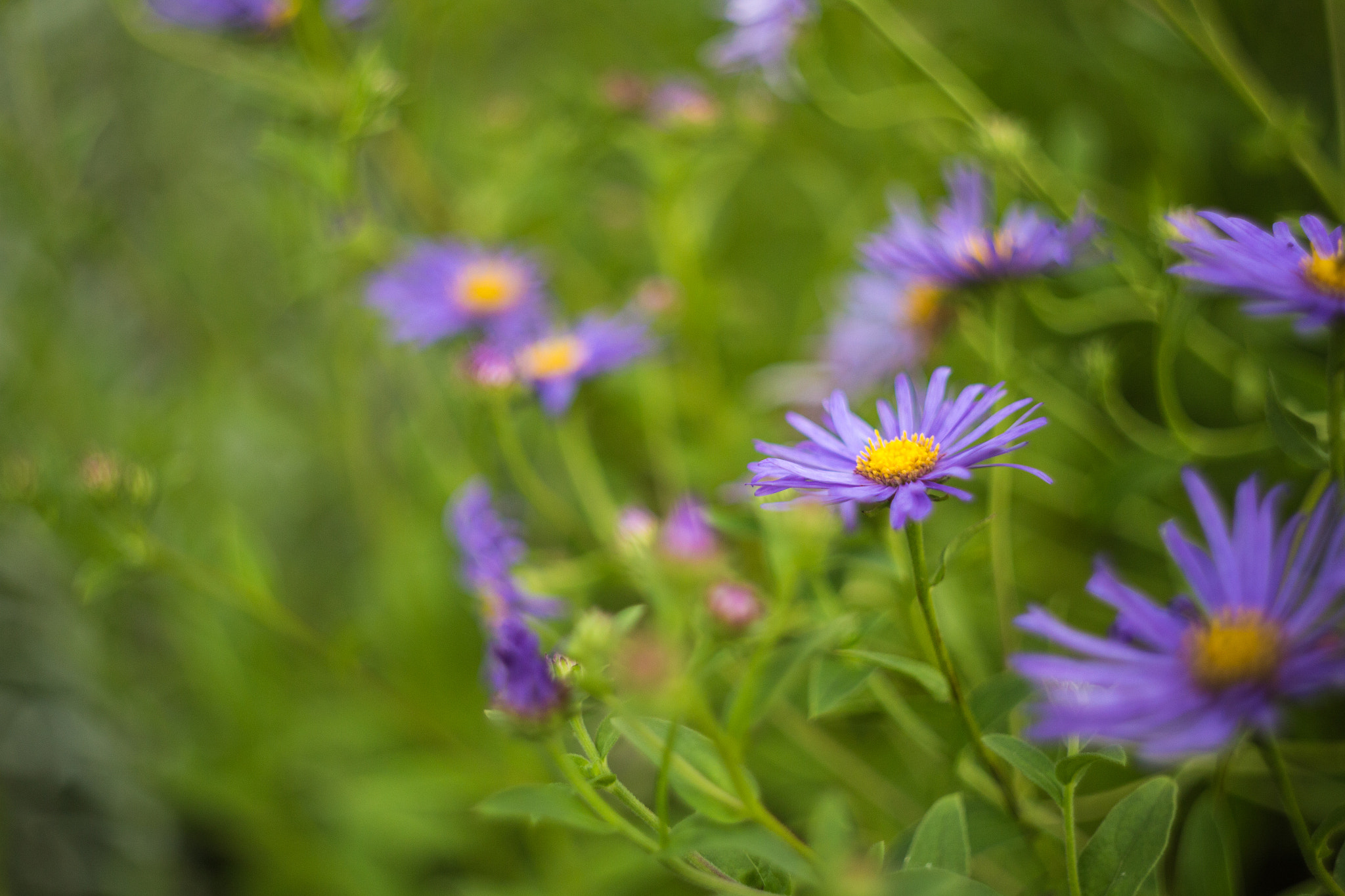 Canon EF 35-80mm f/4-5.6 sample photo. Purple flowers photography