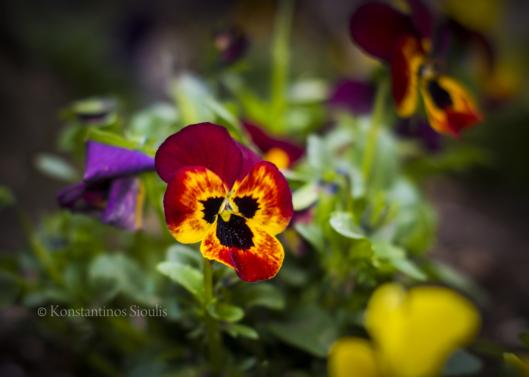 Nikon D3200 sample photo