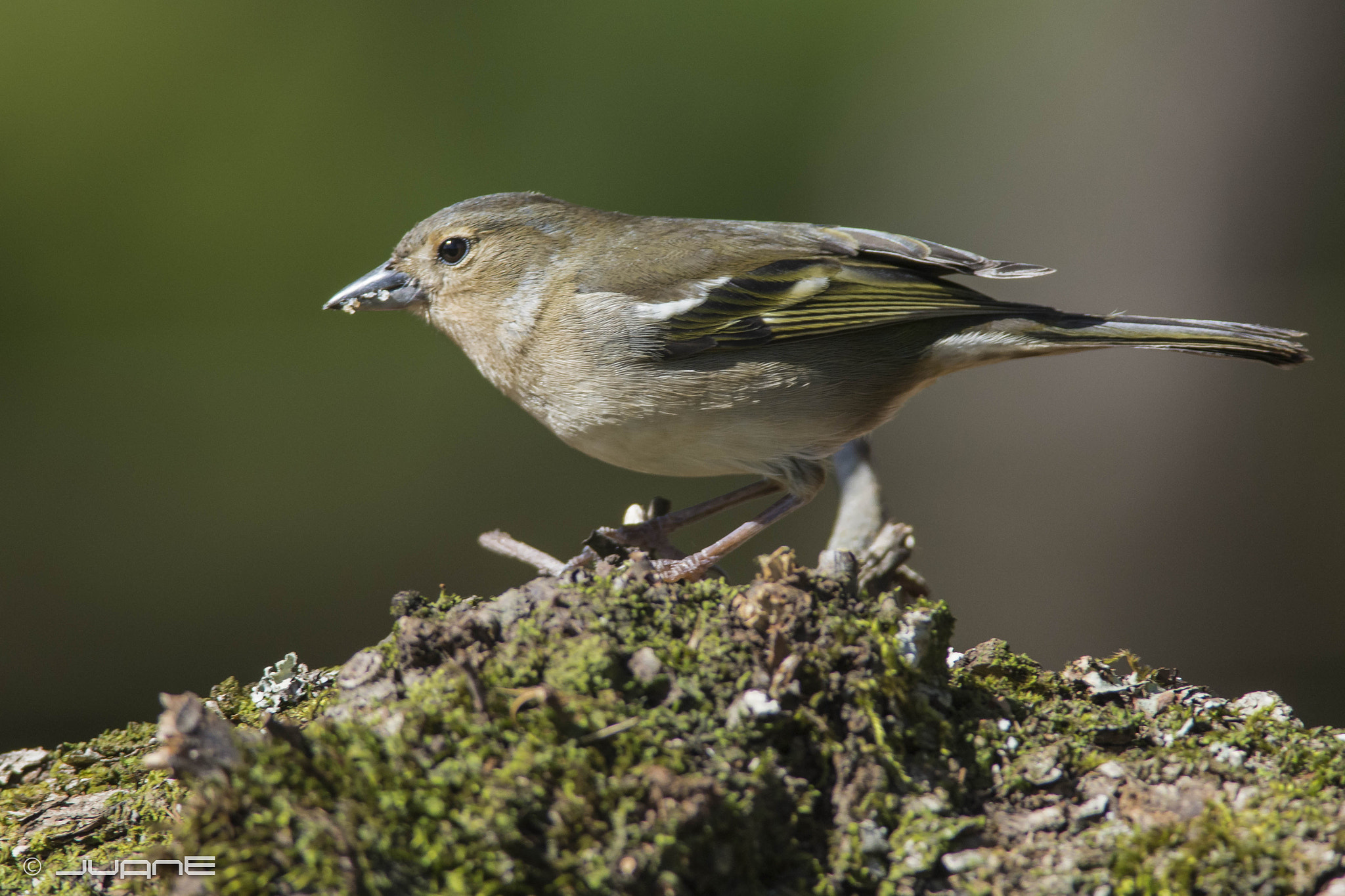 Nikon D7100 + Nikon AF-S Nikkor 300mm F4D ED-IF sample photo. Pinzón vulgar (fringilla coelebs bakeri.) (♂) photography