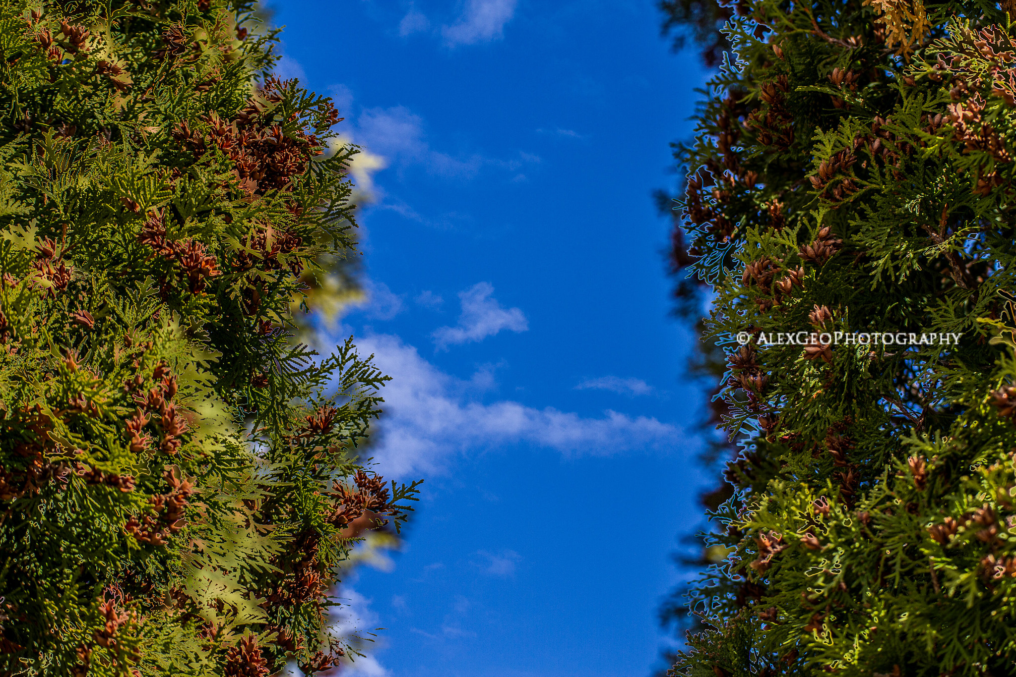 Canon EOS 7D + Tamron SP 70-300mm F4-5.6 Di VC USD sample photo. Sky trees  photography
