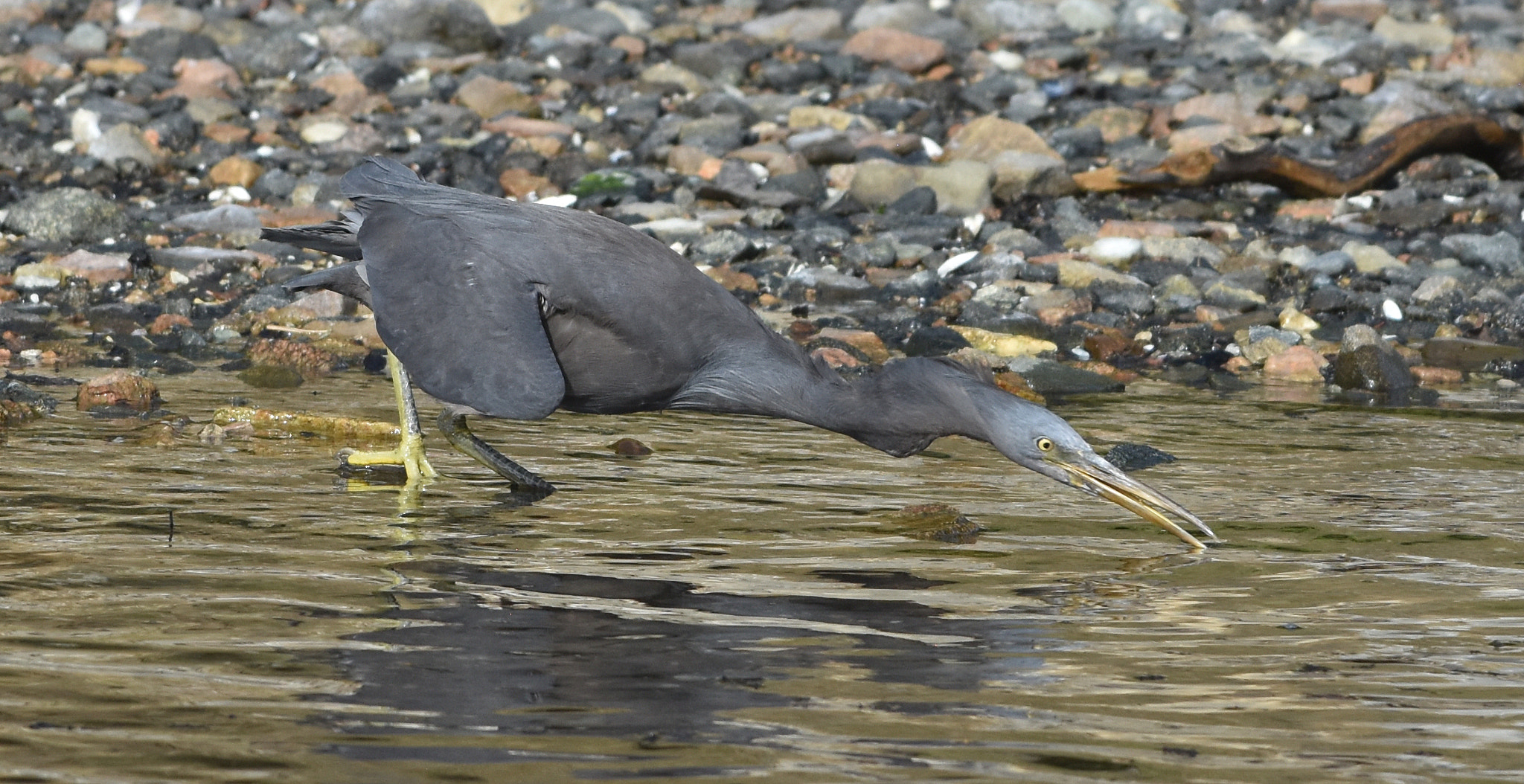 Nikon AF-S Nikkor 70-200mm F4G ED VR sample photo. Reef heron photography