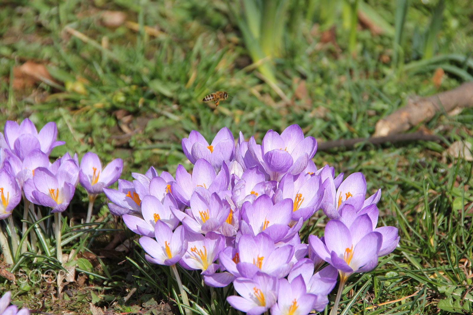Canon EOS 550D (EOS Rebel T2i / EOS Kiss X4) sample photo. Bee fly photography