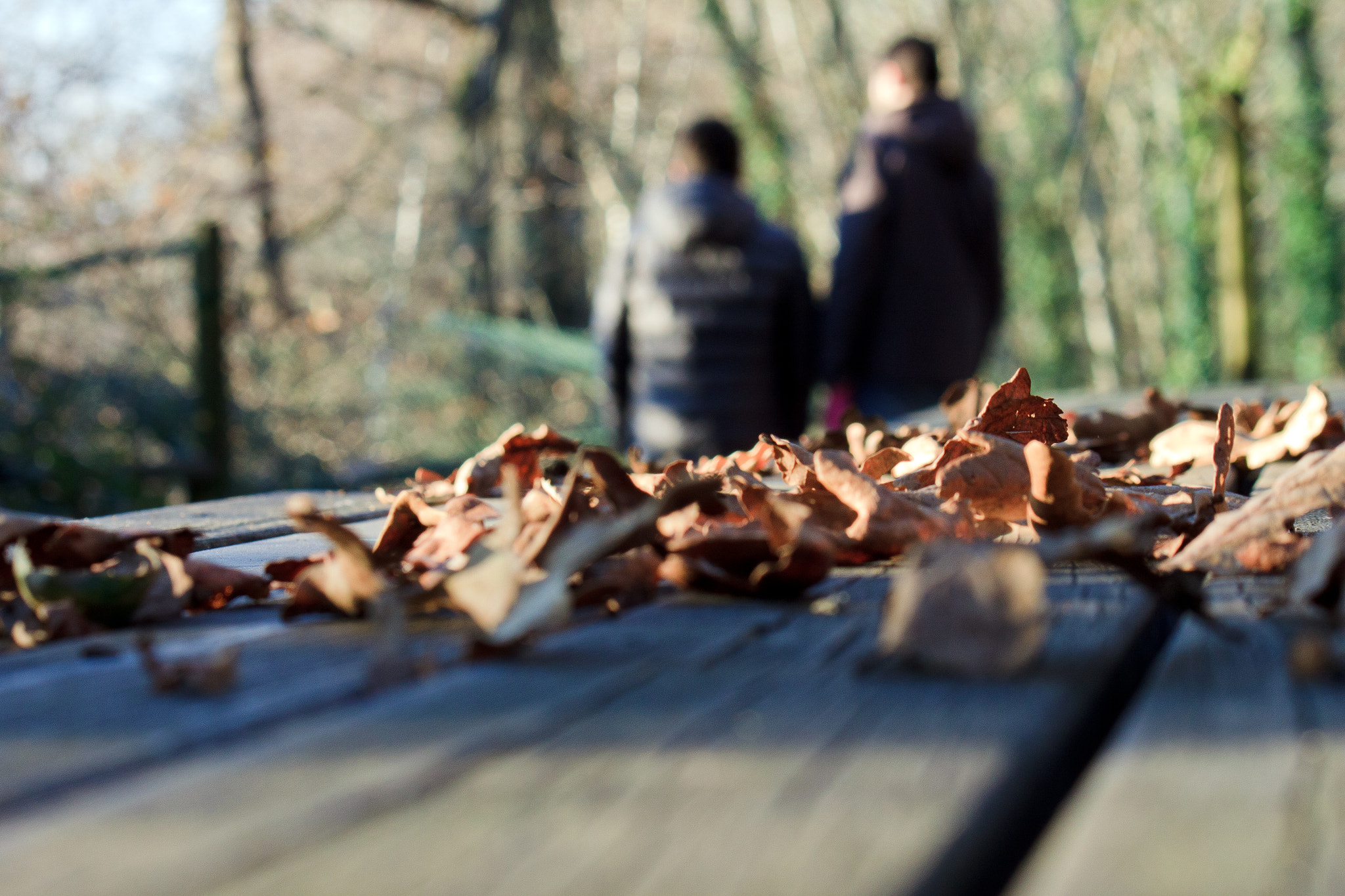 Canon EOS 500D (EOS Rebel T1i / EOS Kiss X3) + Canon EF-S 55-250mm F4-5.6 IS sample photo. Autumn details photography