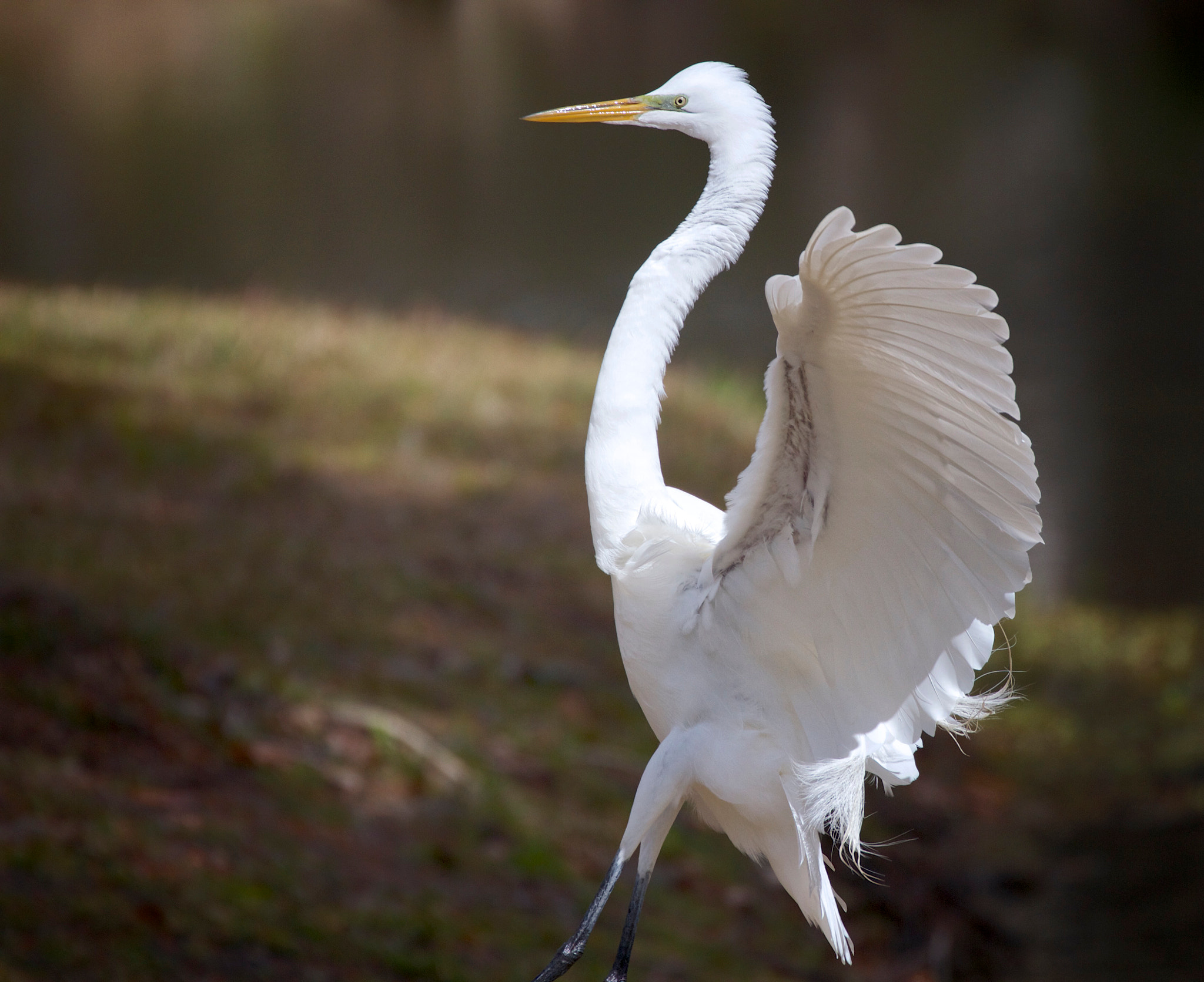 Canon EF 70-300mm F4-5.6L IS USM sample photo. The happy dance! photography