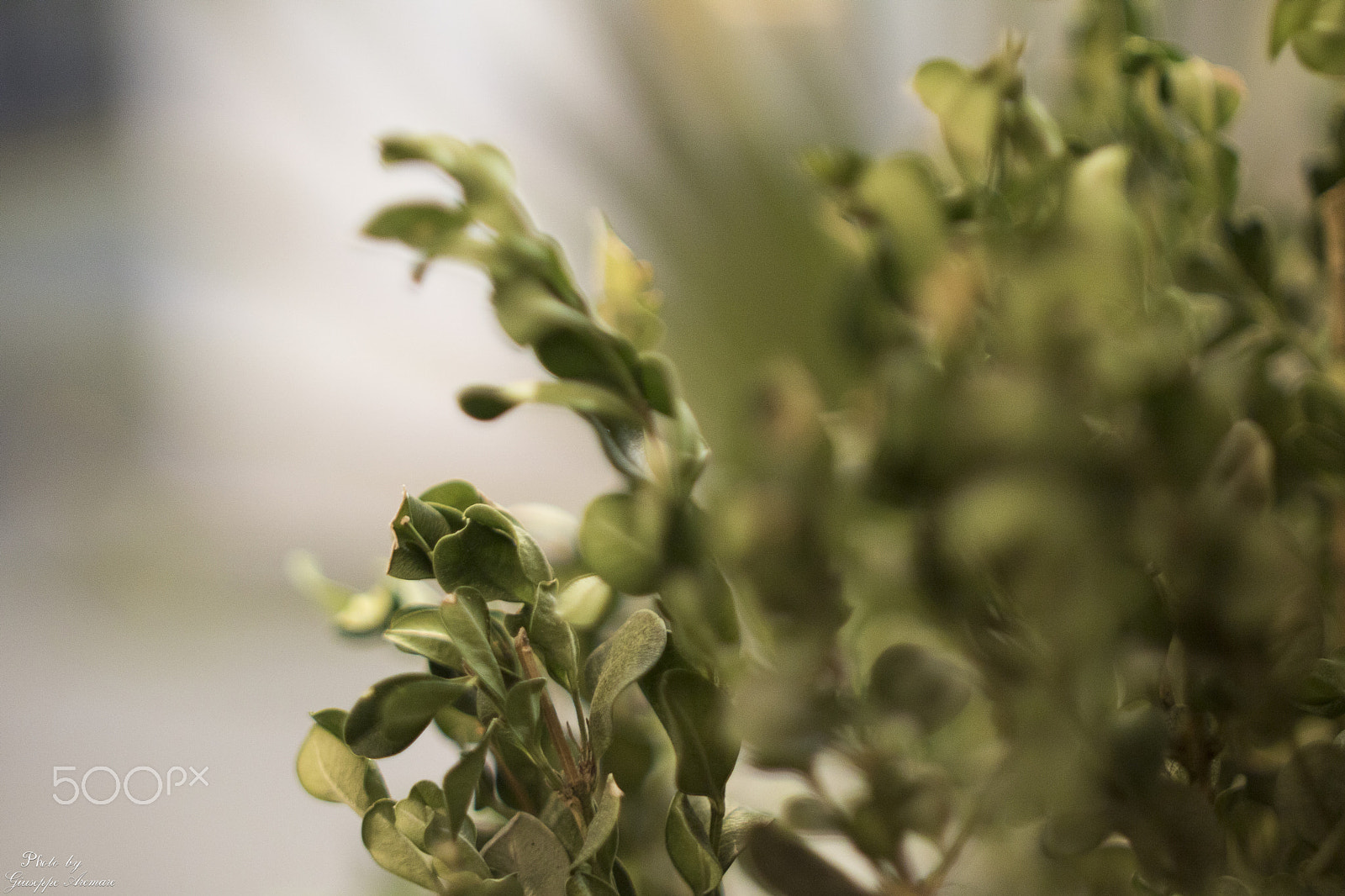 Canon EF 35-80mm f/4-5.6 sample photo. Hidden nature photography