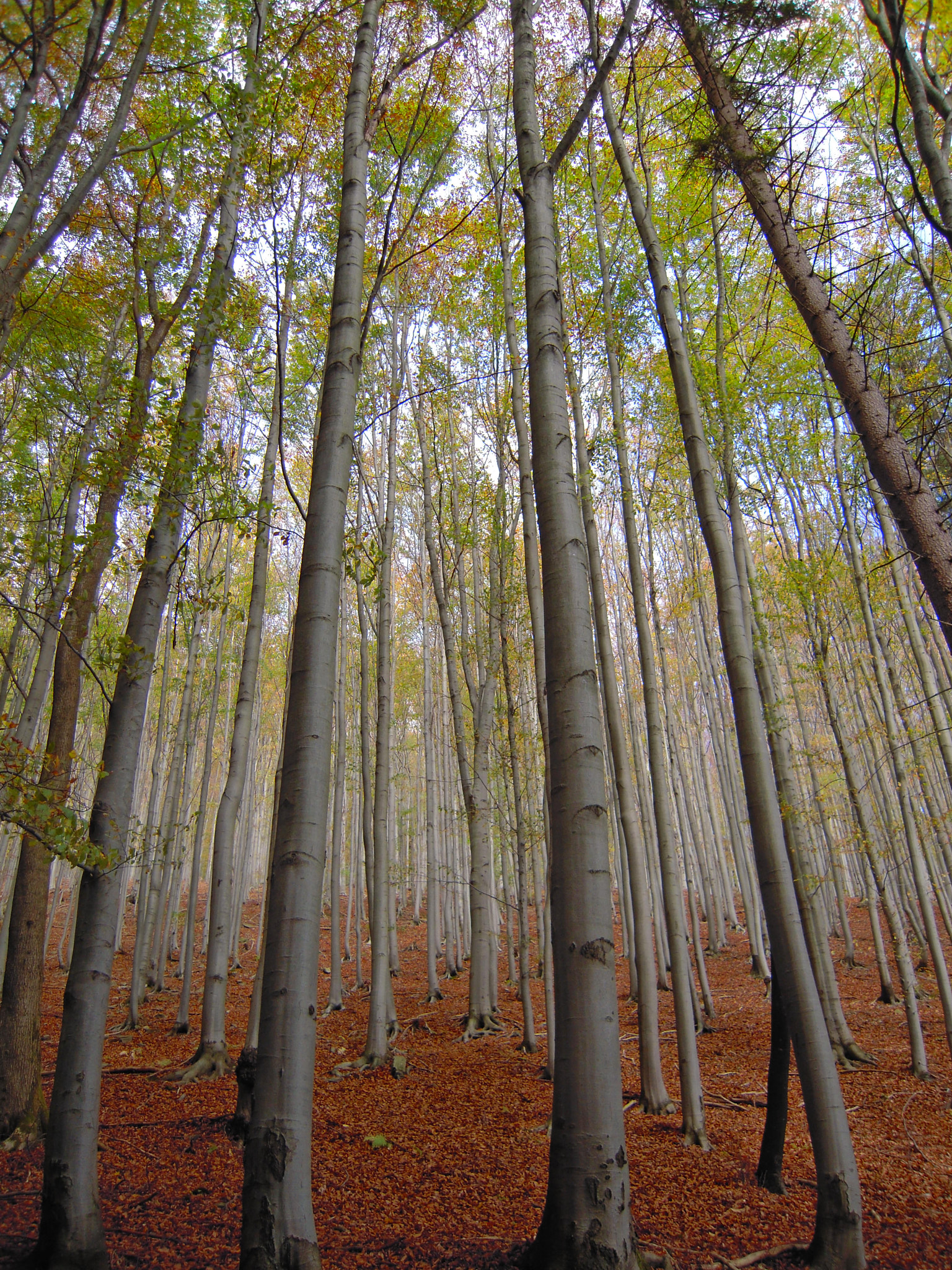 Nikon Coolpix S620 sample photo. Beskids forest autumn photography