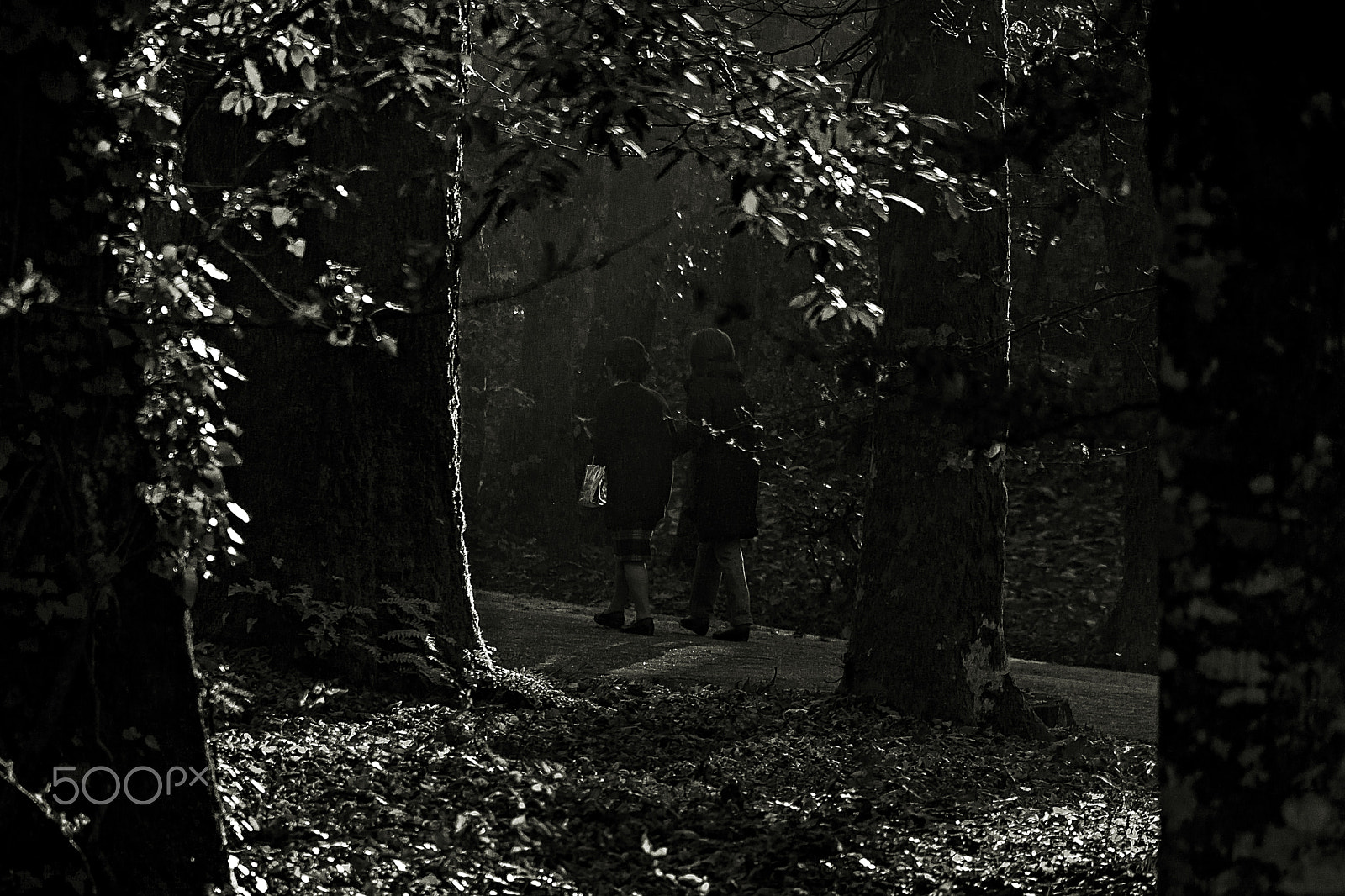 Canon EOS 500D (EOS Rebel T1i / EOS Kiss X3) sample photo. The bad wolf attacks again... photography