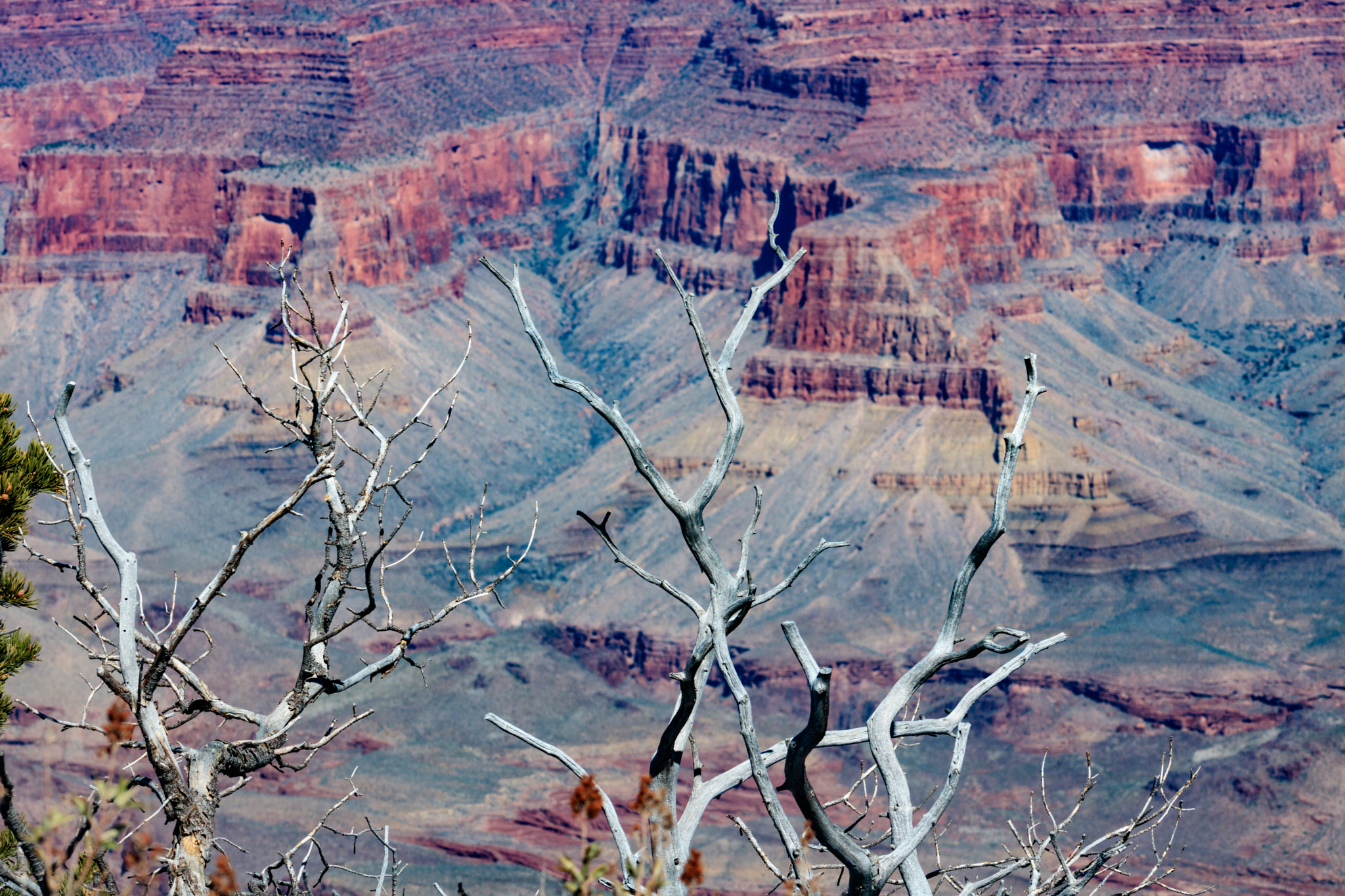 Canon EOS 750D (EOS Rebel T6i / EOS Kiss X8i) + EF75-300mm f/4-5.6 sample photo. Grand canyon with branches in the foreground  photography
