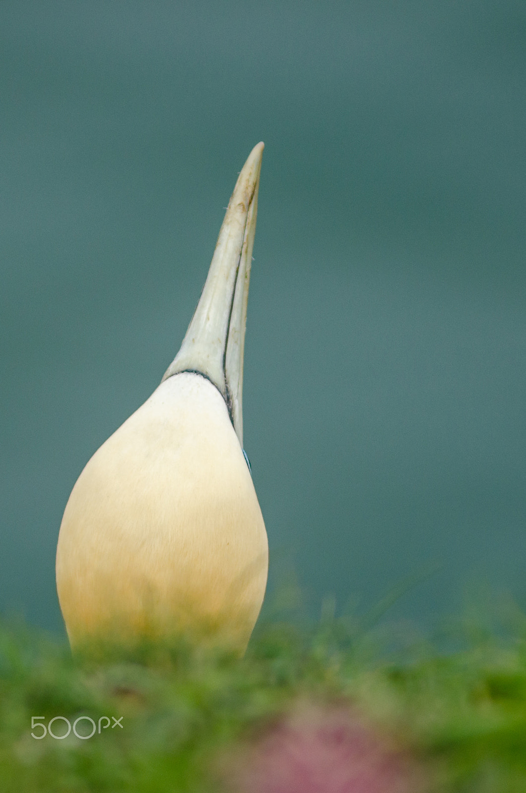 Nikon D7000 + AF Nikkor 300mm f/4 IF-ED sample photo. Sky pointing northern gannet photography