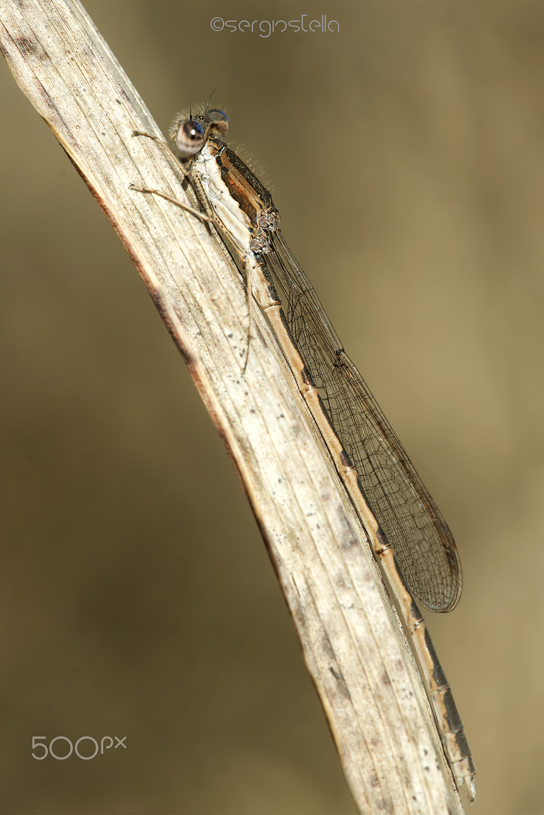 Nikon D610 + Sigma 150mm F2.8 EX DG Macro HSM sample photo. First of 2017!_____________ photography