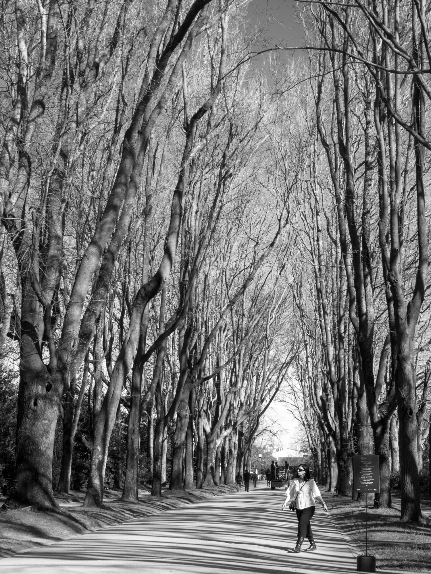 24-200mm F2.8 sample photo. Winter trees (17) photography