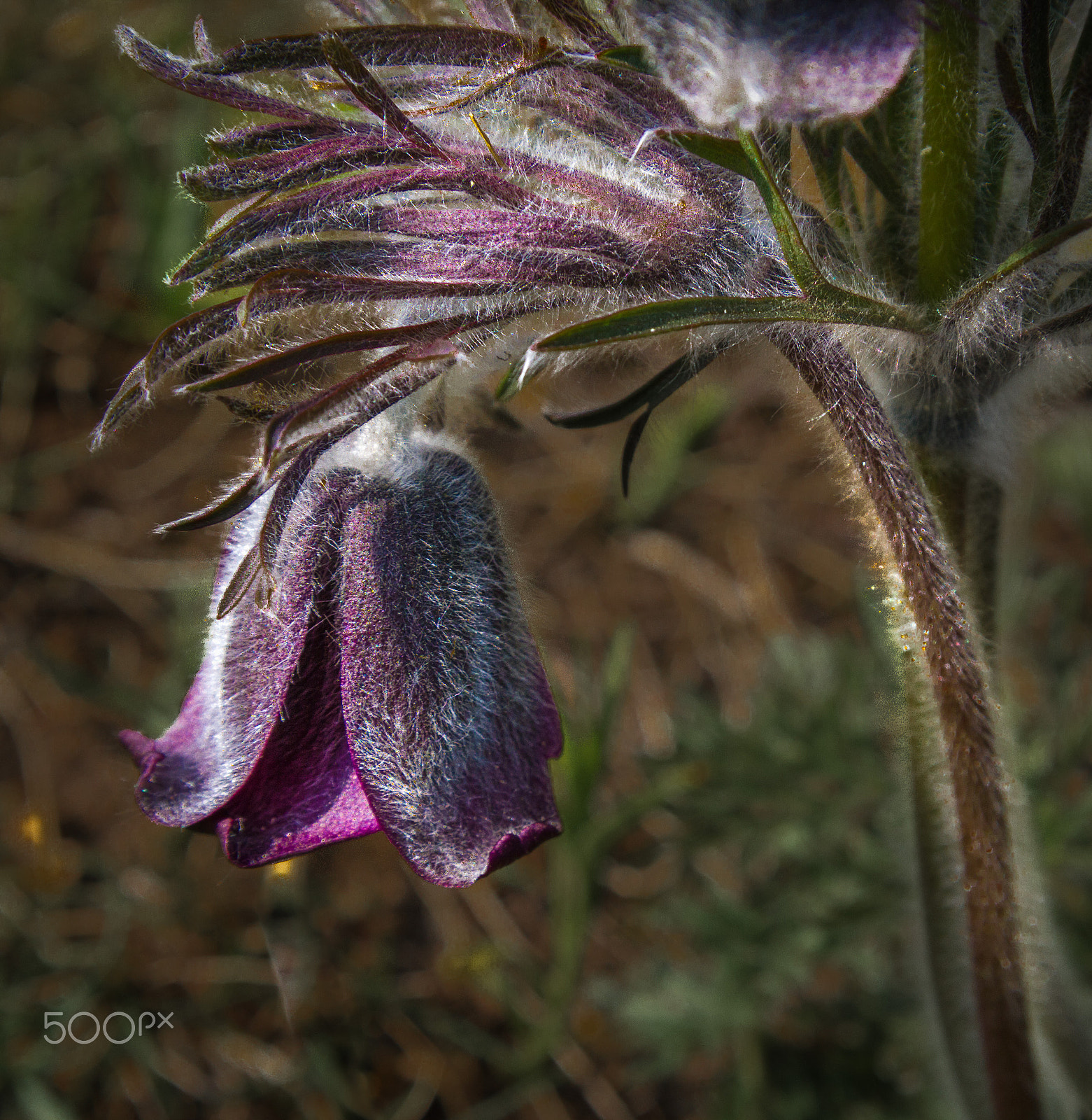 Canon EF-S 17-85mm F4-5.6 IS USM sample photo. Purple wonder photography