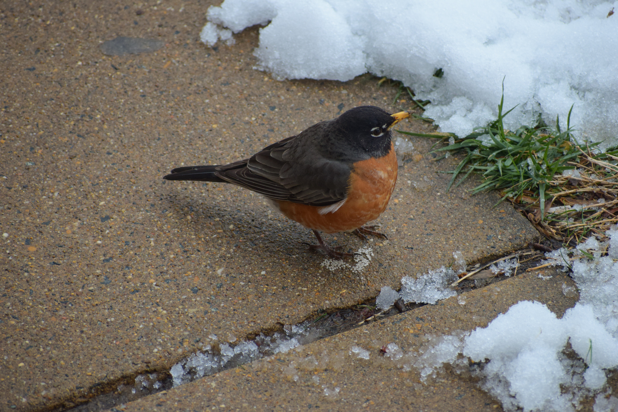 Nikon AF-S Nikkor 70-200mm F2.8G ED VR II sample photo. American robin photography