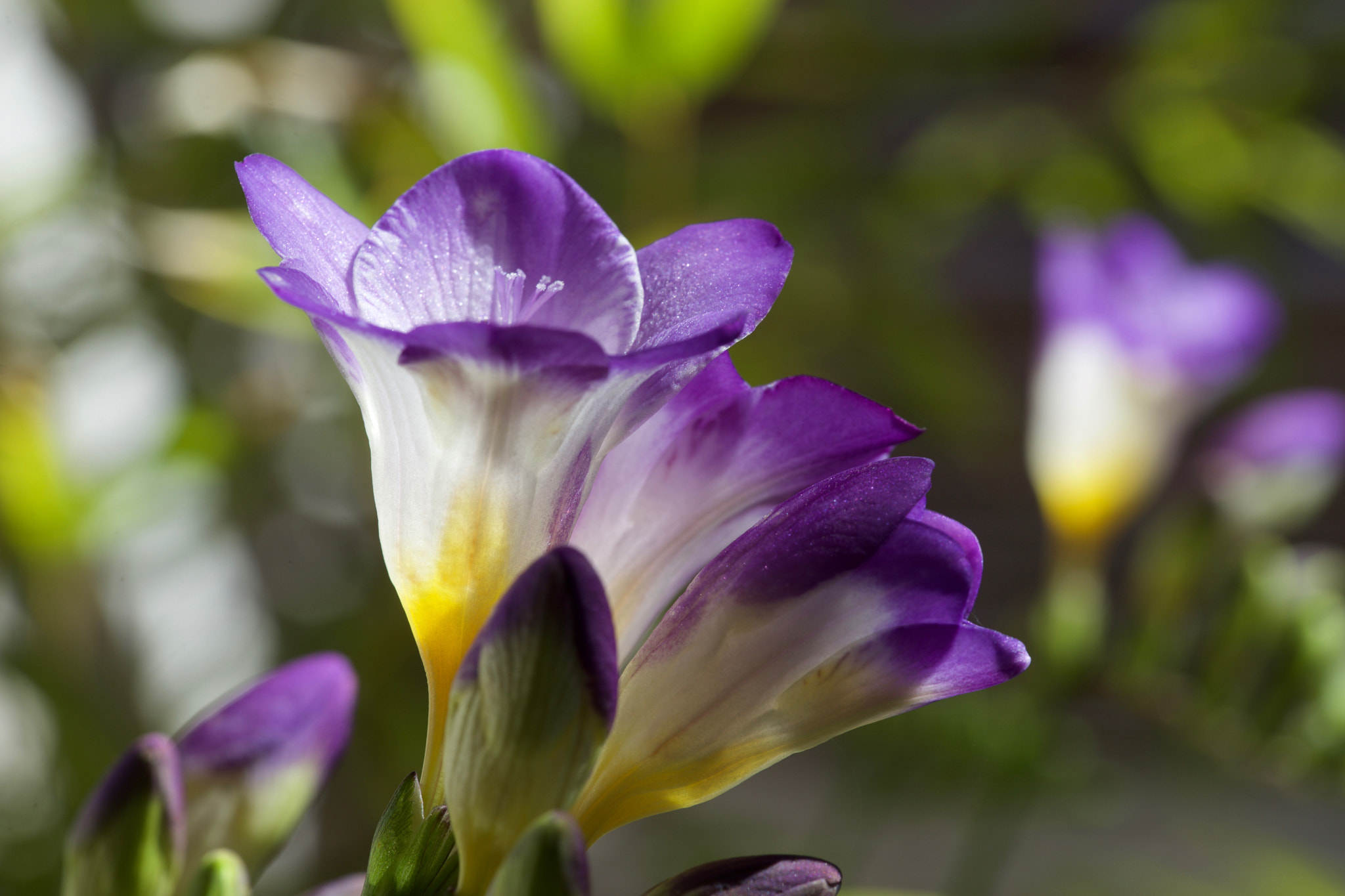 Sony a7 + Sony FE 90mm F2.8 Macro G OSS sample photo. Summer is here photography