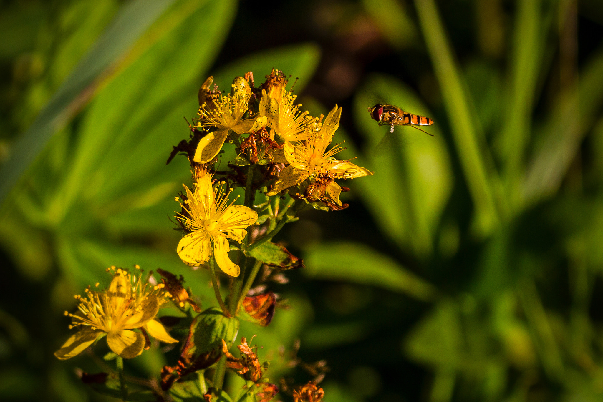 Canon EF 70-200mm F4L IS USM sample photo. One summer evening. photography