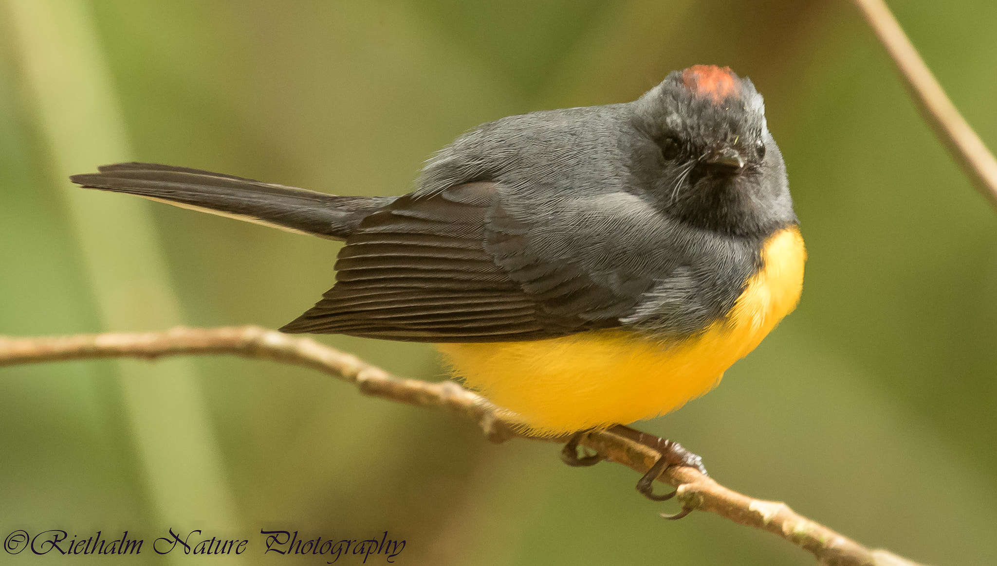 Canon EF 70-200mm F4L USM sample photo. Slate throated redstart photography