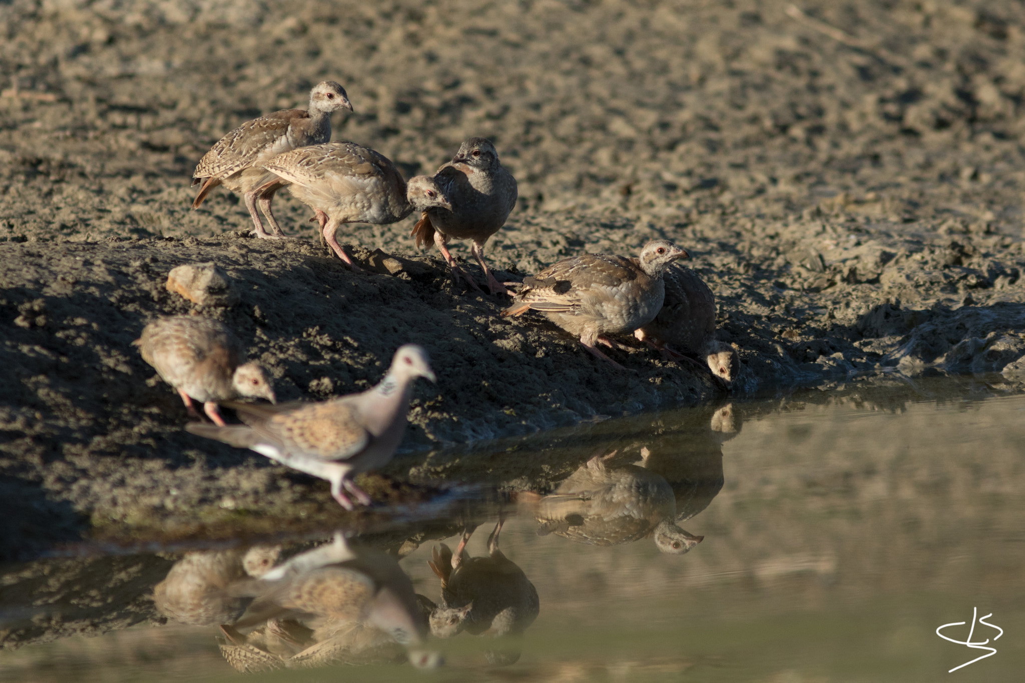 Canon EOS 7D Mark II + Canon EF 300mm F4L IS USM sample photo. La familia photography