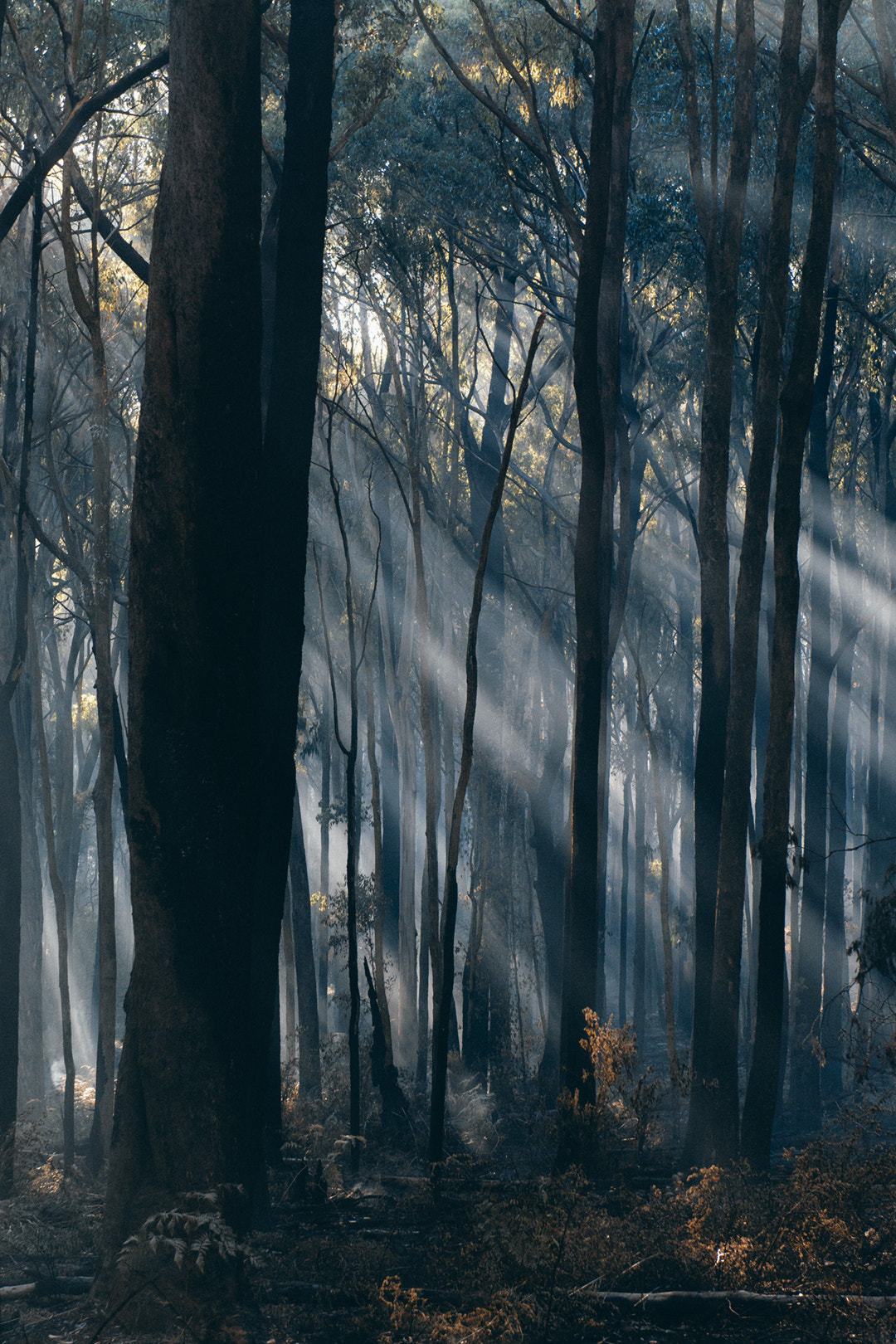 Nikon AF-S Nikkor 24-70mm F2.8G ED sample photo. Smokey sun photography