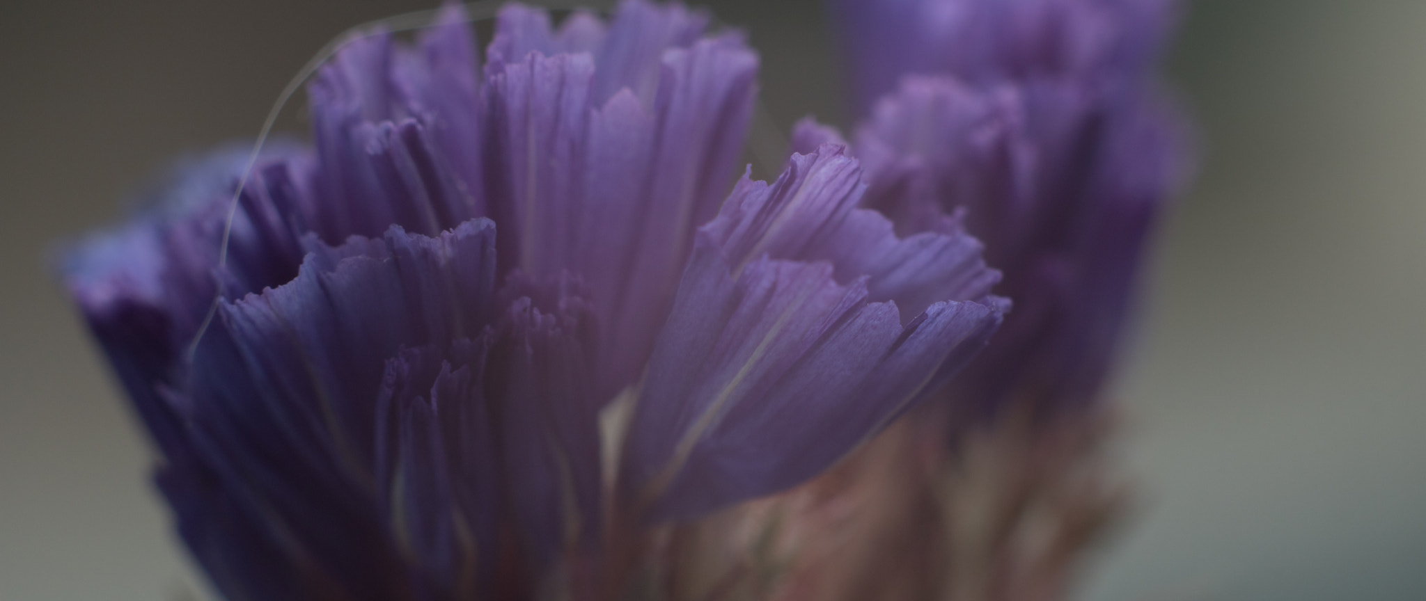 Canon EF 35-80mm f/4-5.6 sample photo. Violet flower photography