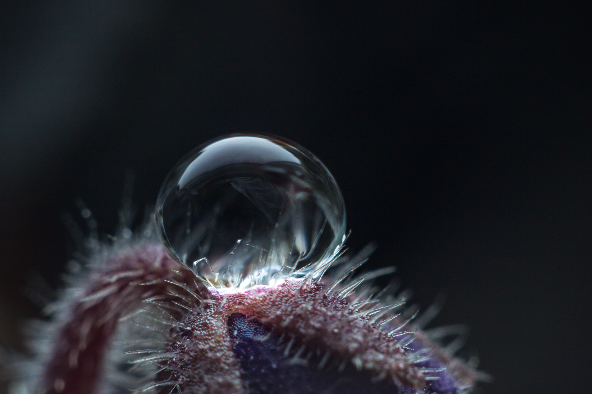 Canon EF 35-80mm f/4-5.6 sample photo. Violet photography