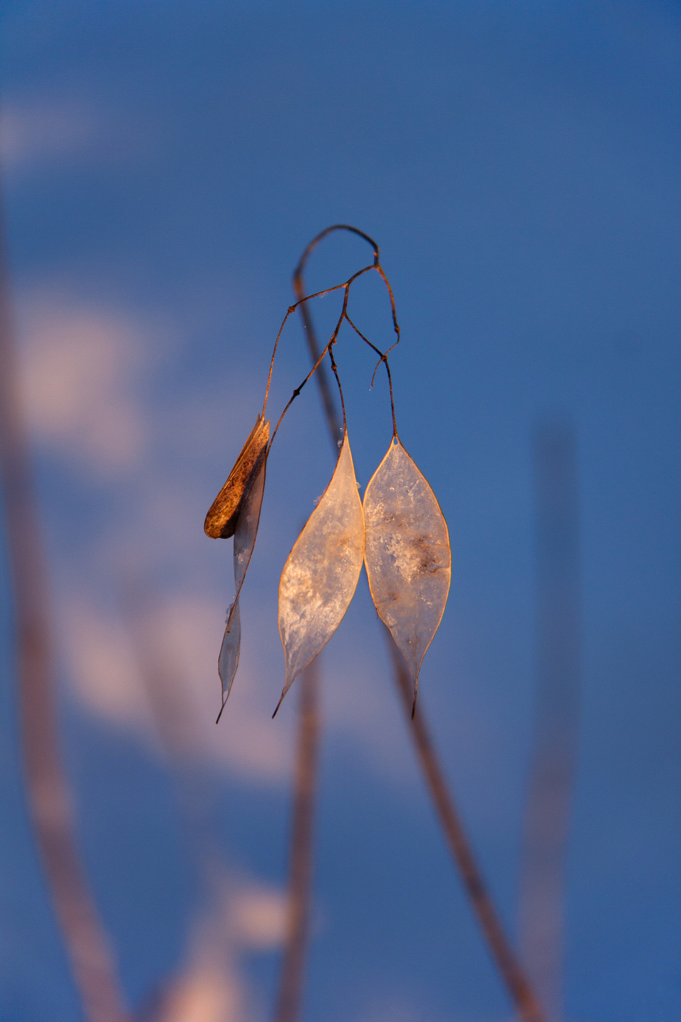 Canon EF-S 18-200mm F3.5-5.6 IS sample photo. Lunaria rediviva photography