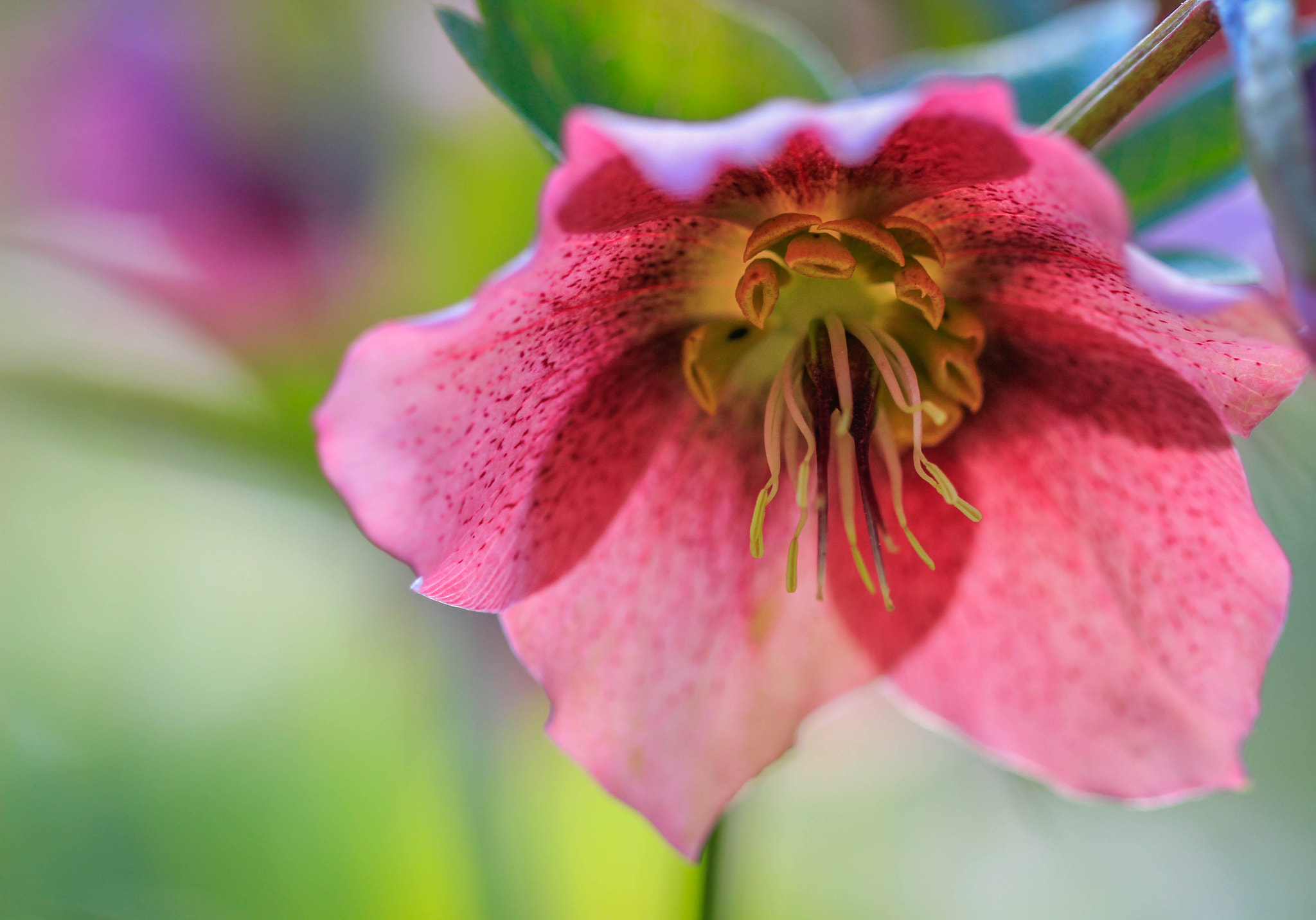 Canon EF 100mm F2.8 Macro USM sample photo. Hellebore photography