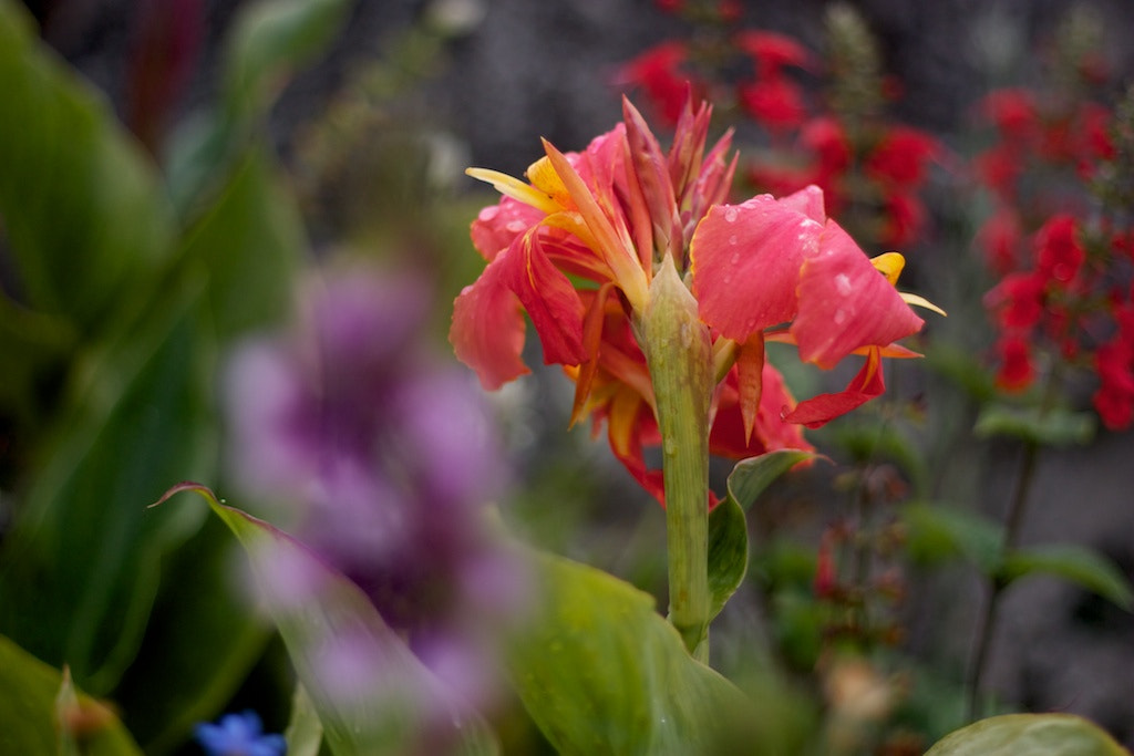 Canon EOS 450D (EOS Rebel XSi / EOS Kiss X2) + Canon EF 50mm F1.8 II sample photo. Flower garden photography