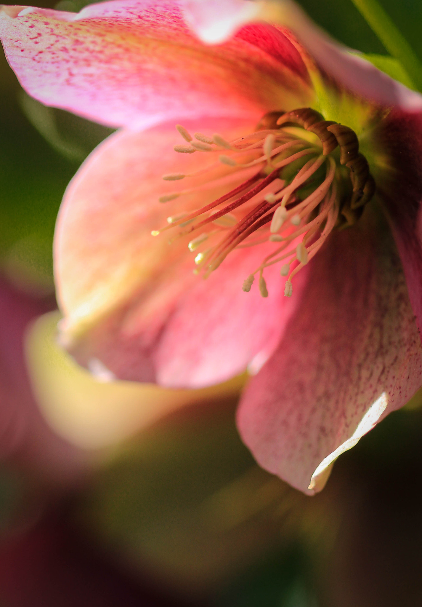 Canon EF 100mm F2.8 Macro USM sample photo. Hellebore photography