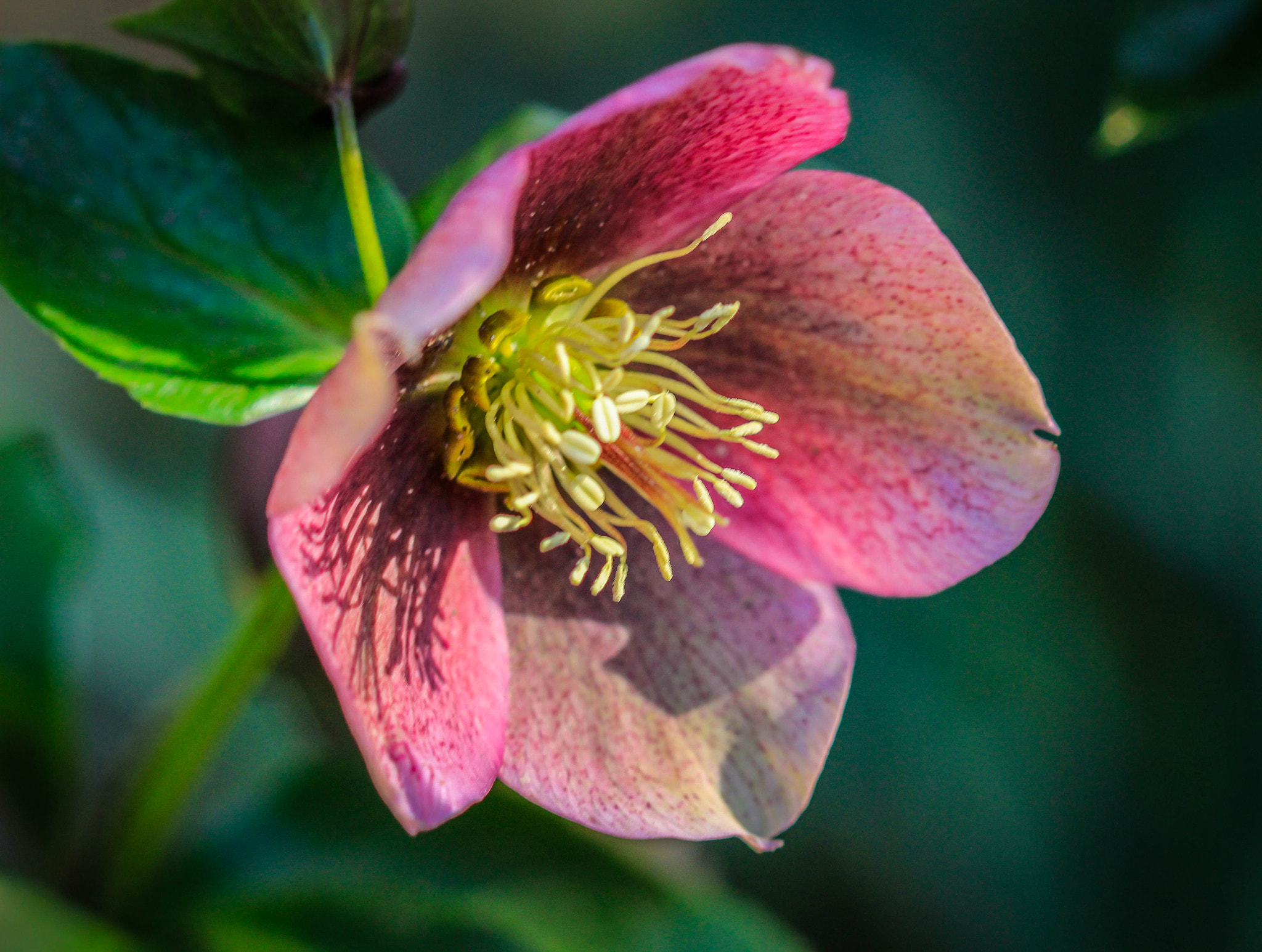 Canon EF 100mm F2.8 Macro USM sample photo. Hellebore photography