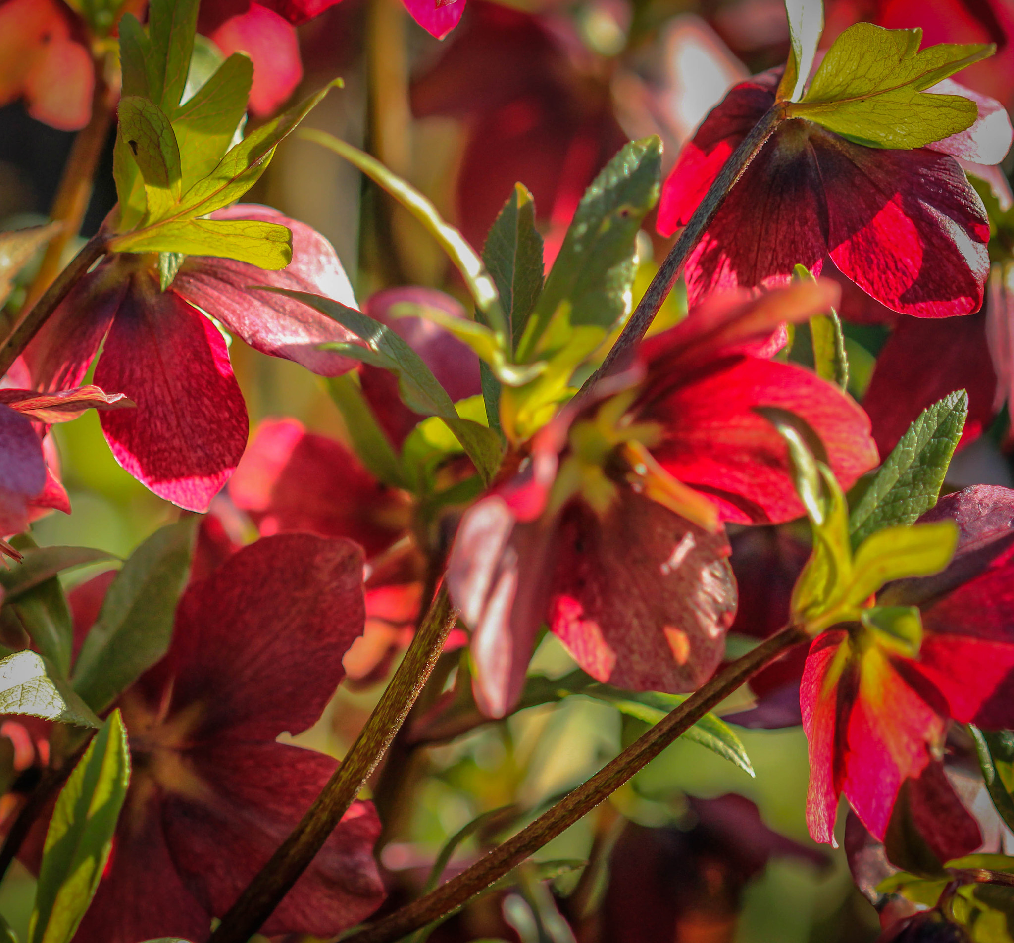 Canon EF 100mm F2.8 Macro USM sample photo. Hellebores photography