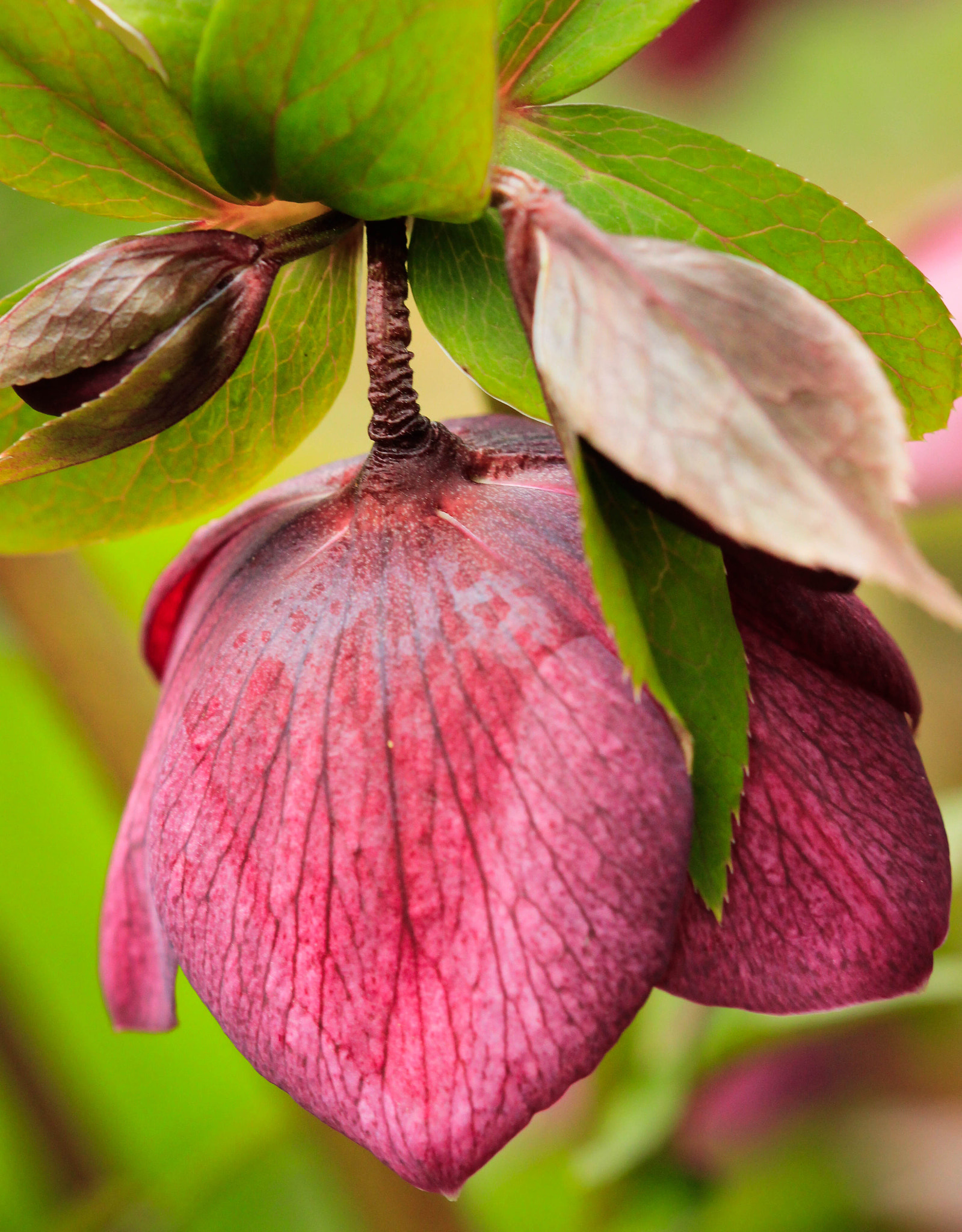 Canon EF 100mm F2.8 Macro USM sample photo. Hellebore photography