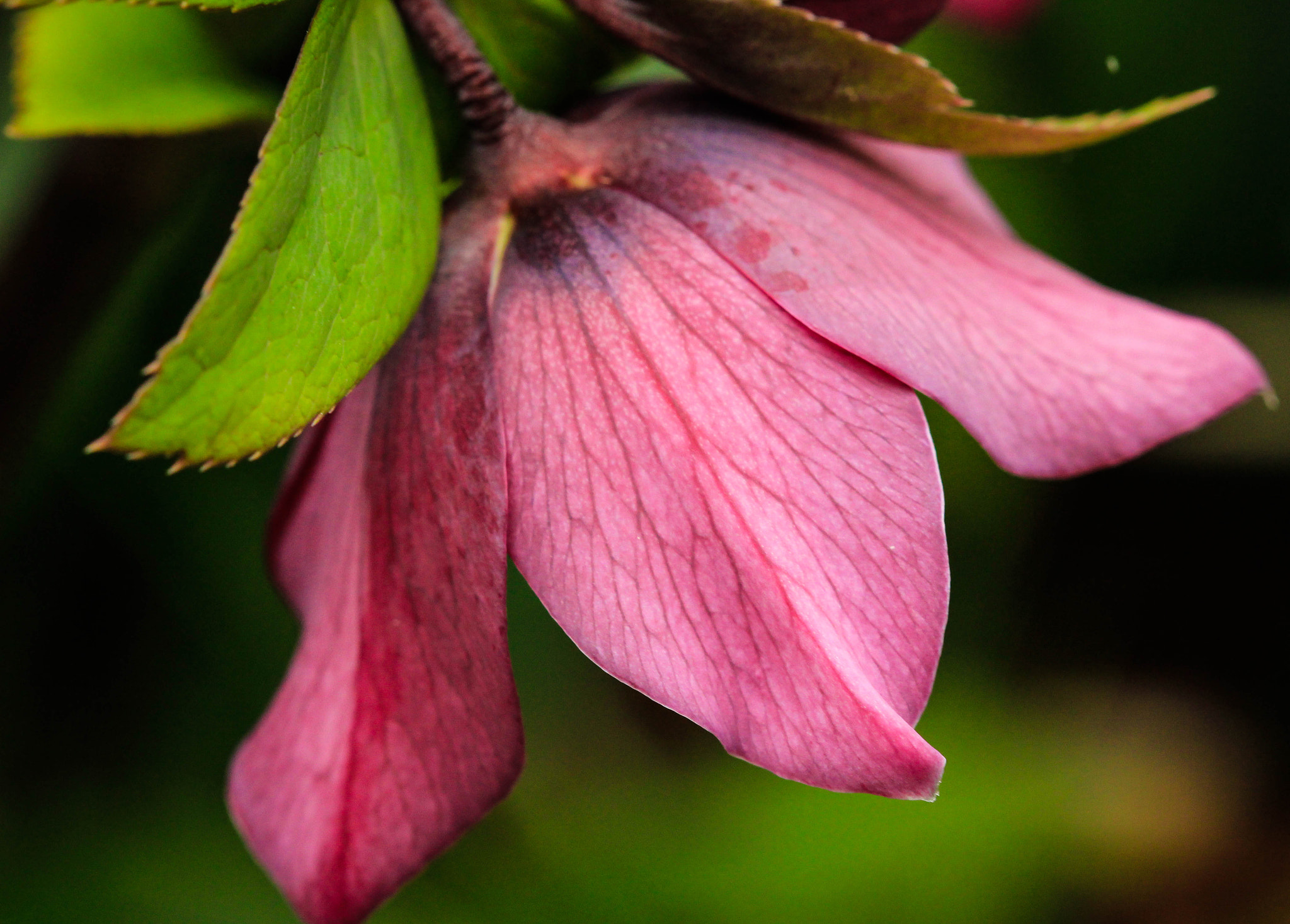 Canon EF 100mm F2.8 Macro USM sample photo. Hellebore photography