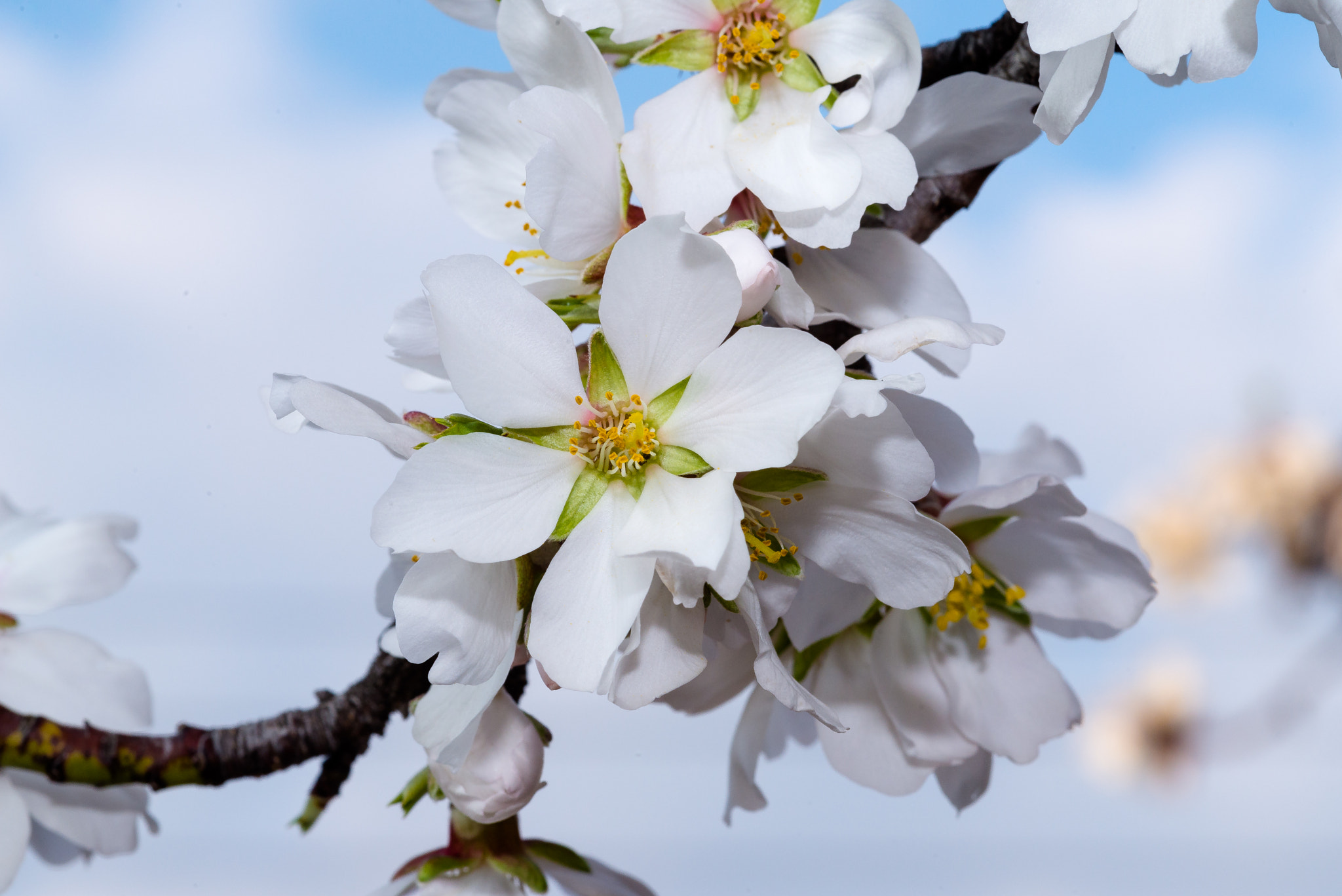 Nikon D610 + Sigma 105mm F2.8 EX DG Macro sample photo. Dsc photography