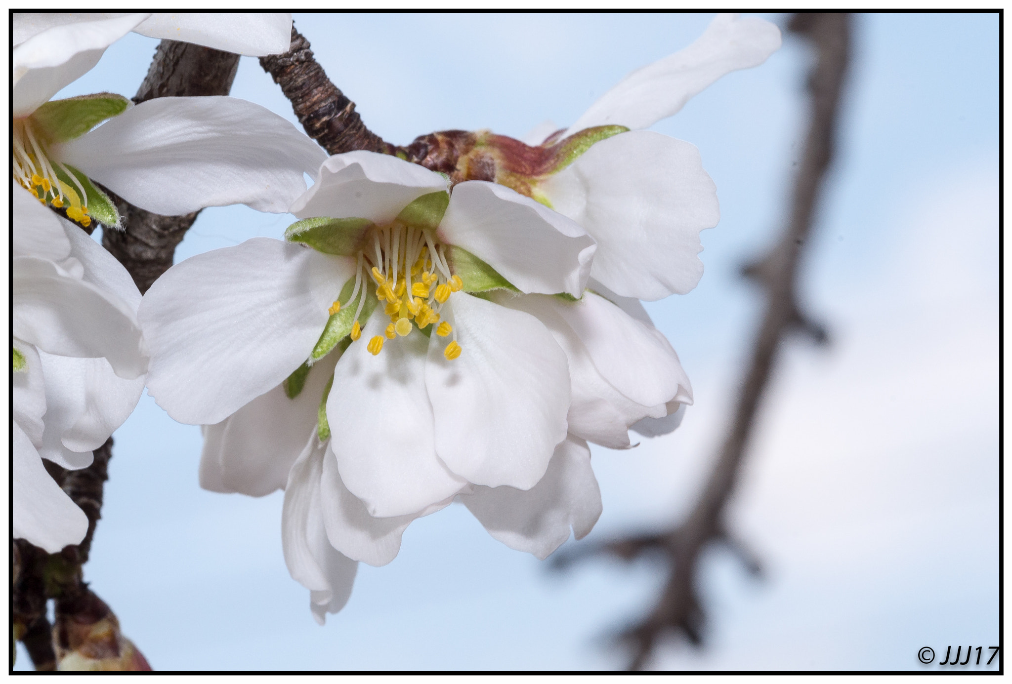 Nikon D610 + Sigma 105mm F2.8 EX DG Macro sample photo. Dsc_4340-2.jpg photography