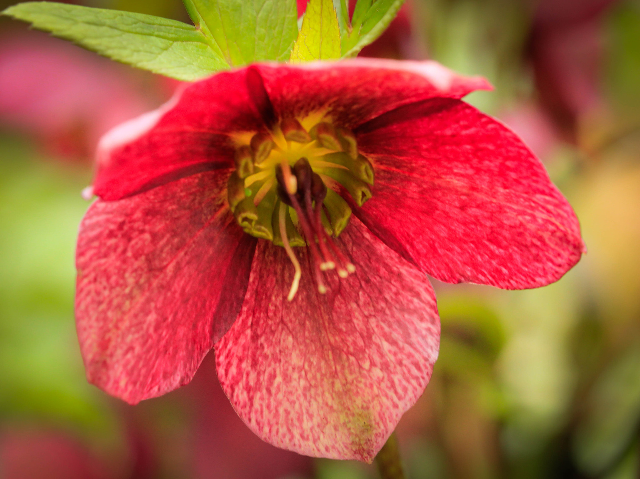 Canon EF 100mm F2.8 Macro USM sample photo. Hellebore photography