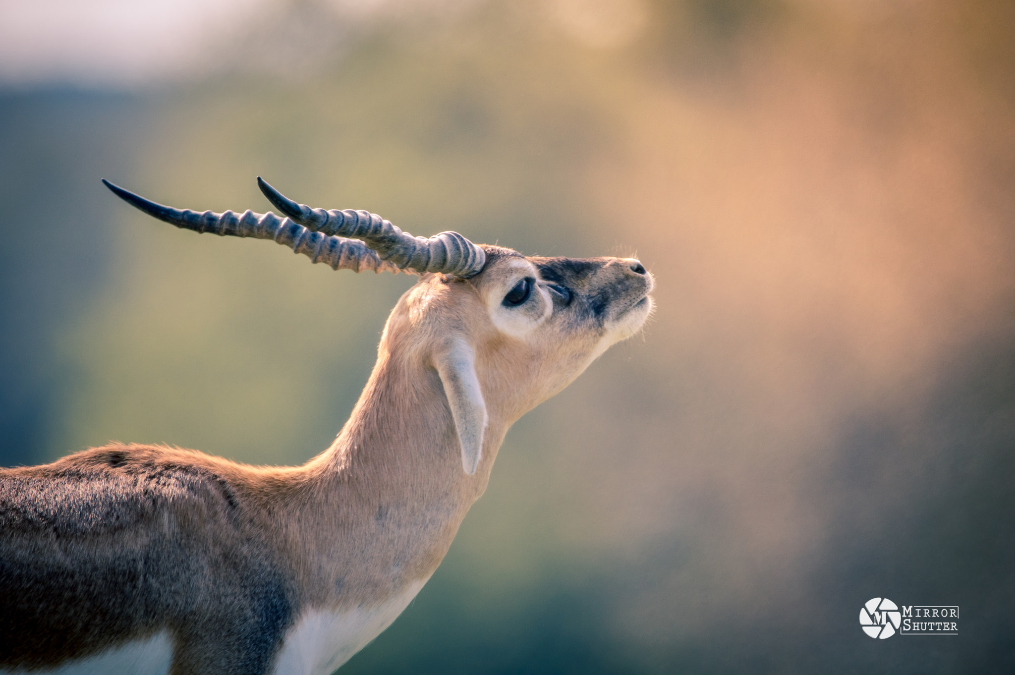 Sigma 150-600mm F5-6.3 DG OS HSM | C sample photo. Wilderness photography