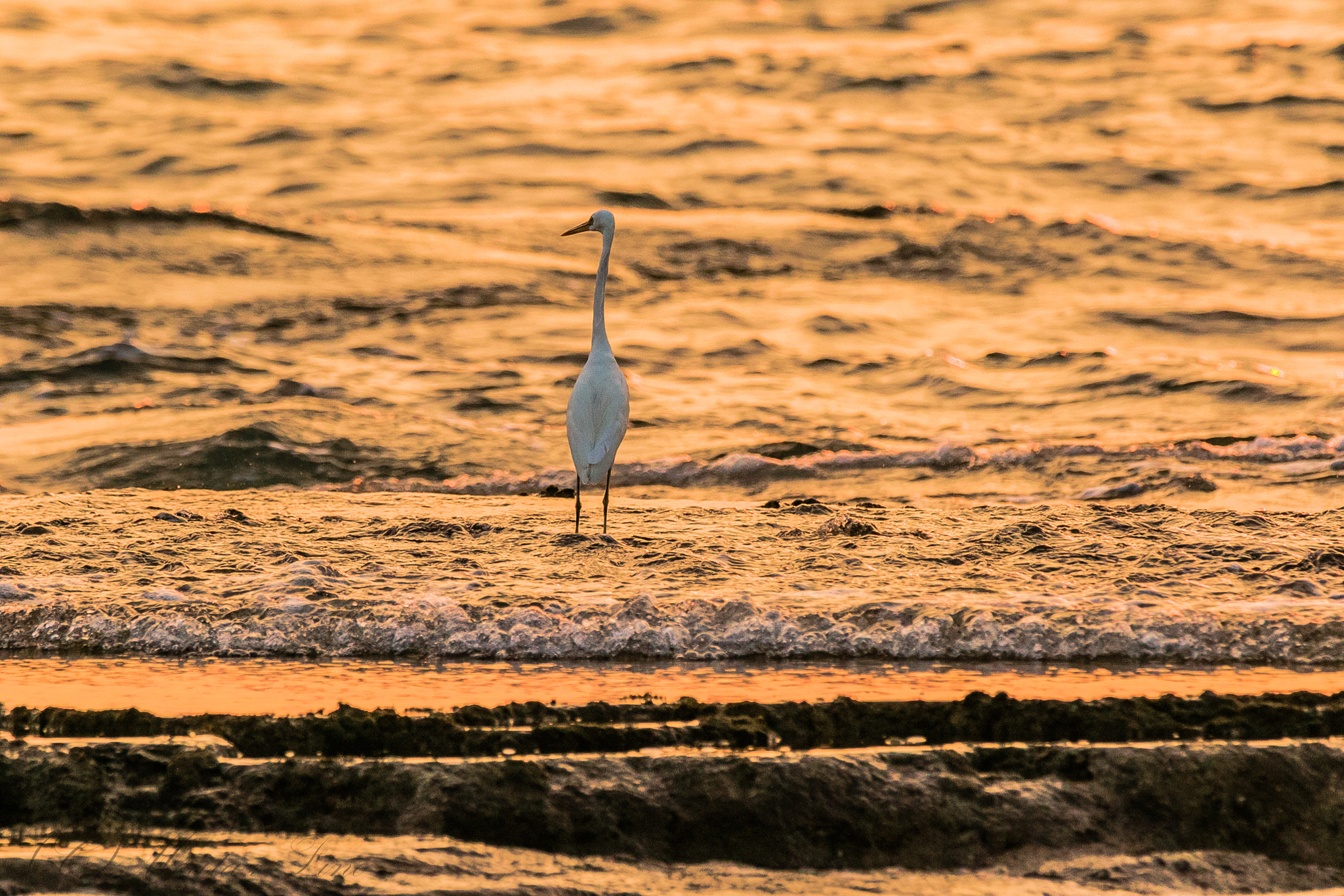 150-600mm F5-6.3 DG OS HSM | Contemporary 015 sample photo. Tomorrow is another day photography