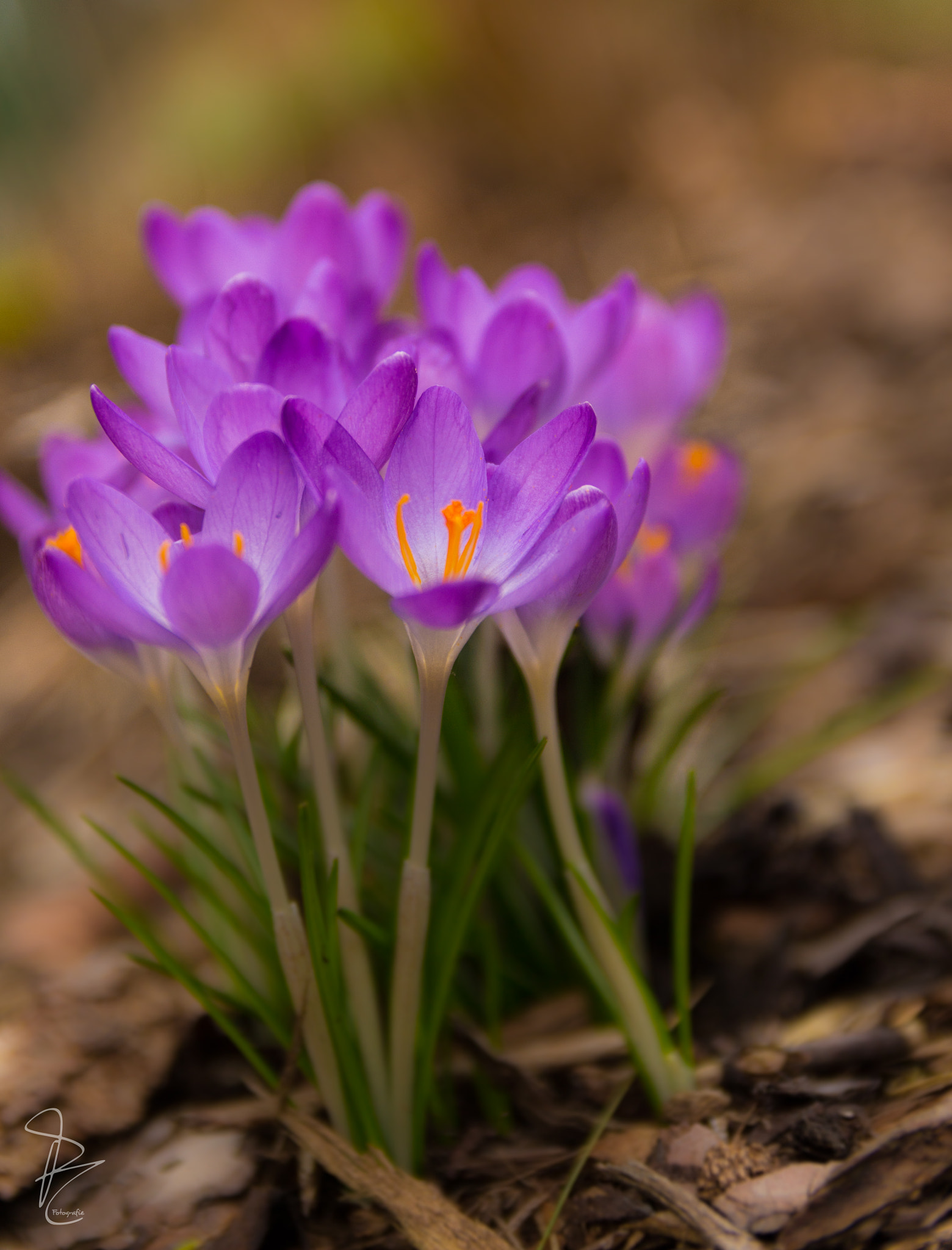 Canon EF-S 17-55mm F2.8 IS USM sample photo. Spring photography
