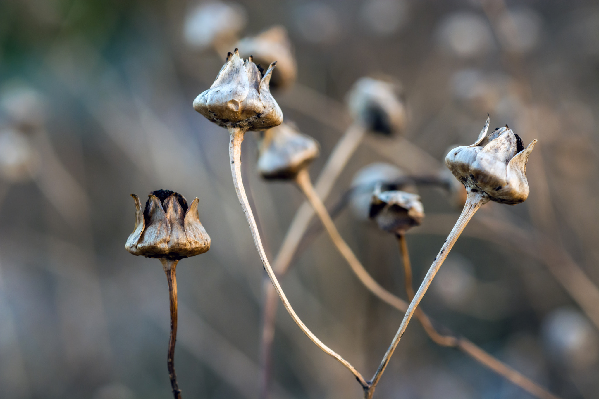 AF Micro-Nikkor 60mm f/2.8 sample photo. Past their best....... photography