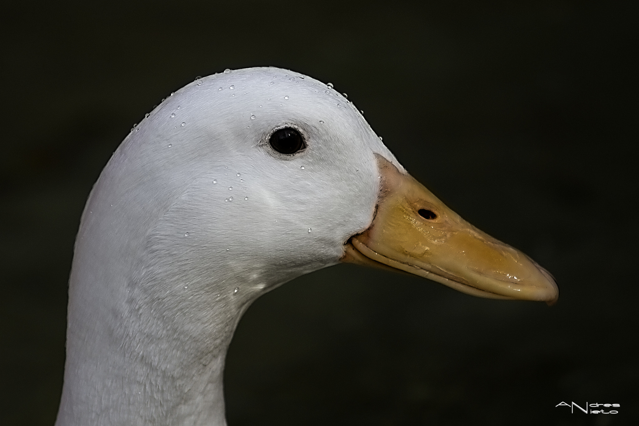 Canon EOS 7D + Canon EF 70-200mm F4L IS USM sample photo. Duck portrait photography