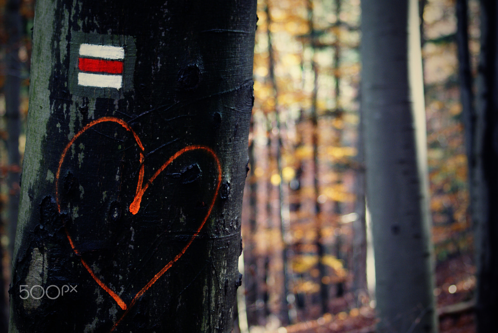 Sony Alpha DSLR-A200 + Sigma 70-300mm F4-5.6 DL Macro sample photo. Heart in forest photography