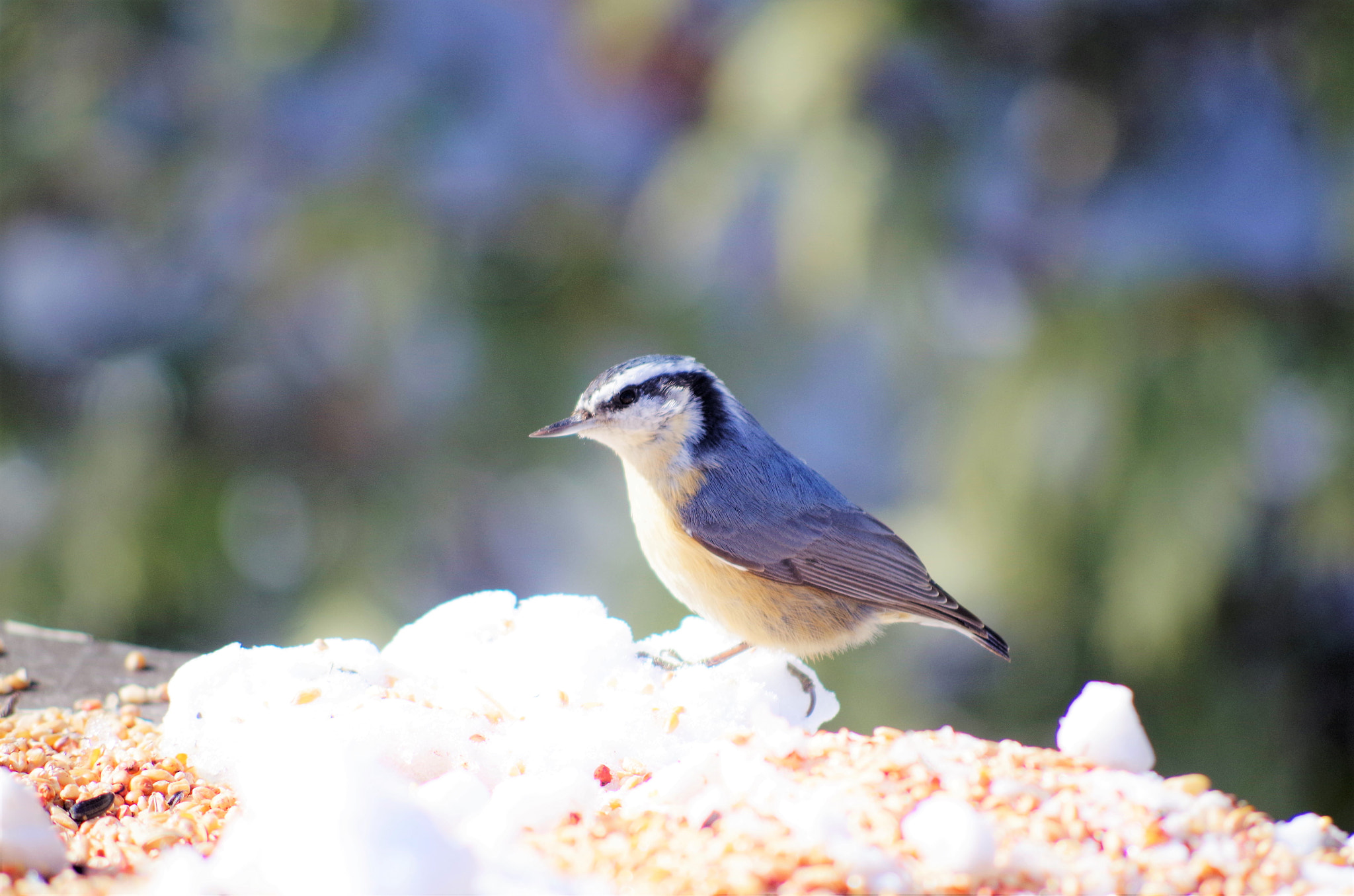 Pentax K-50 sample photo. Spring photography