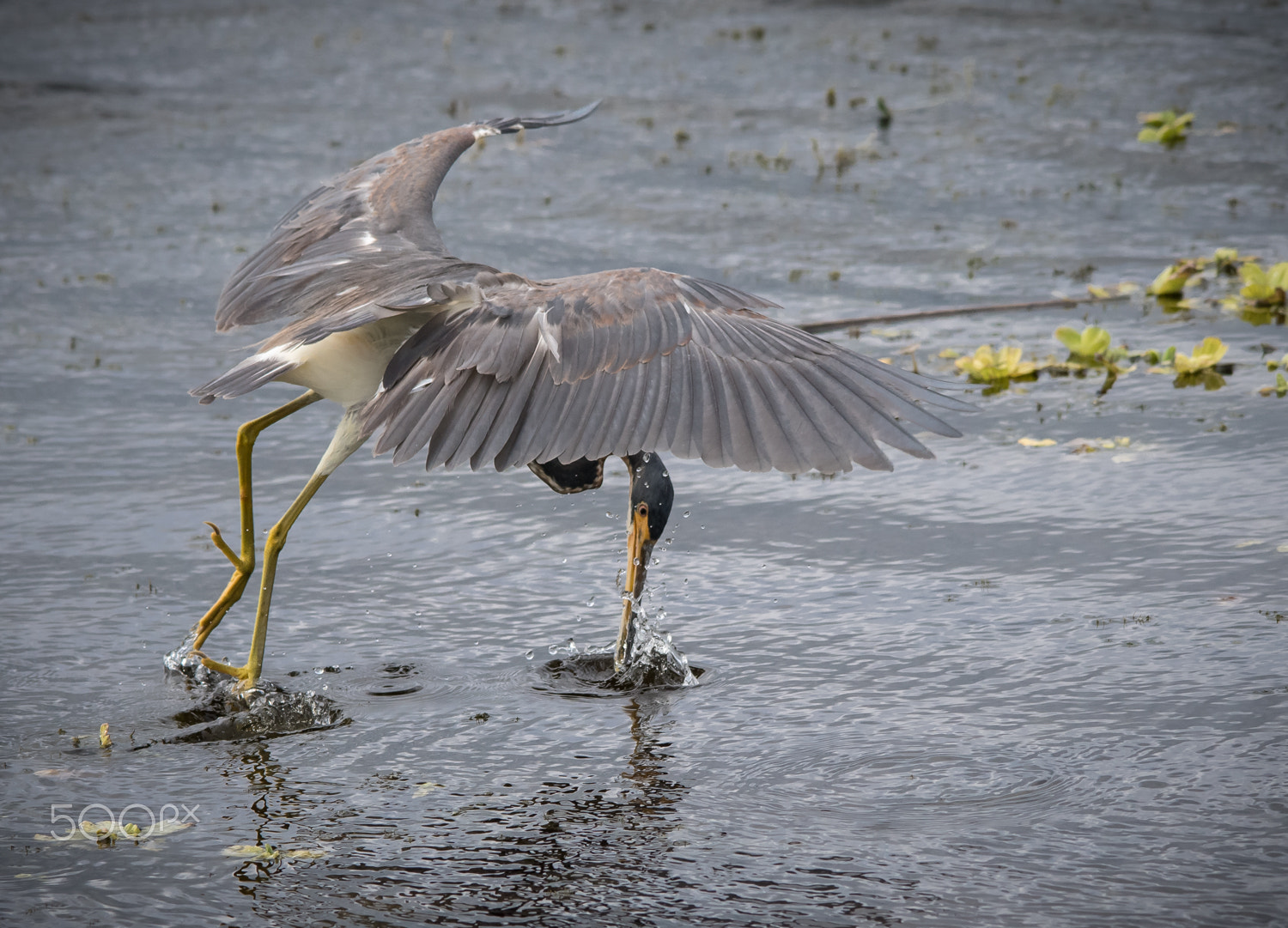 Nikon D500 + Sigma 150-500mm F5-6.3 DG OS HSM sample photo. Tri splash photography