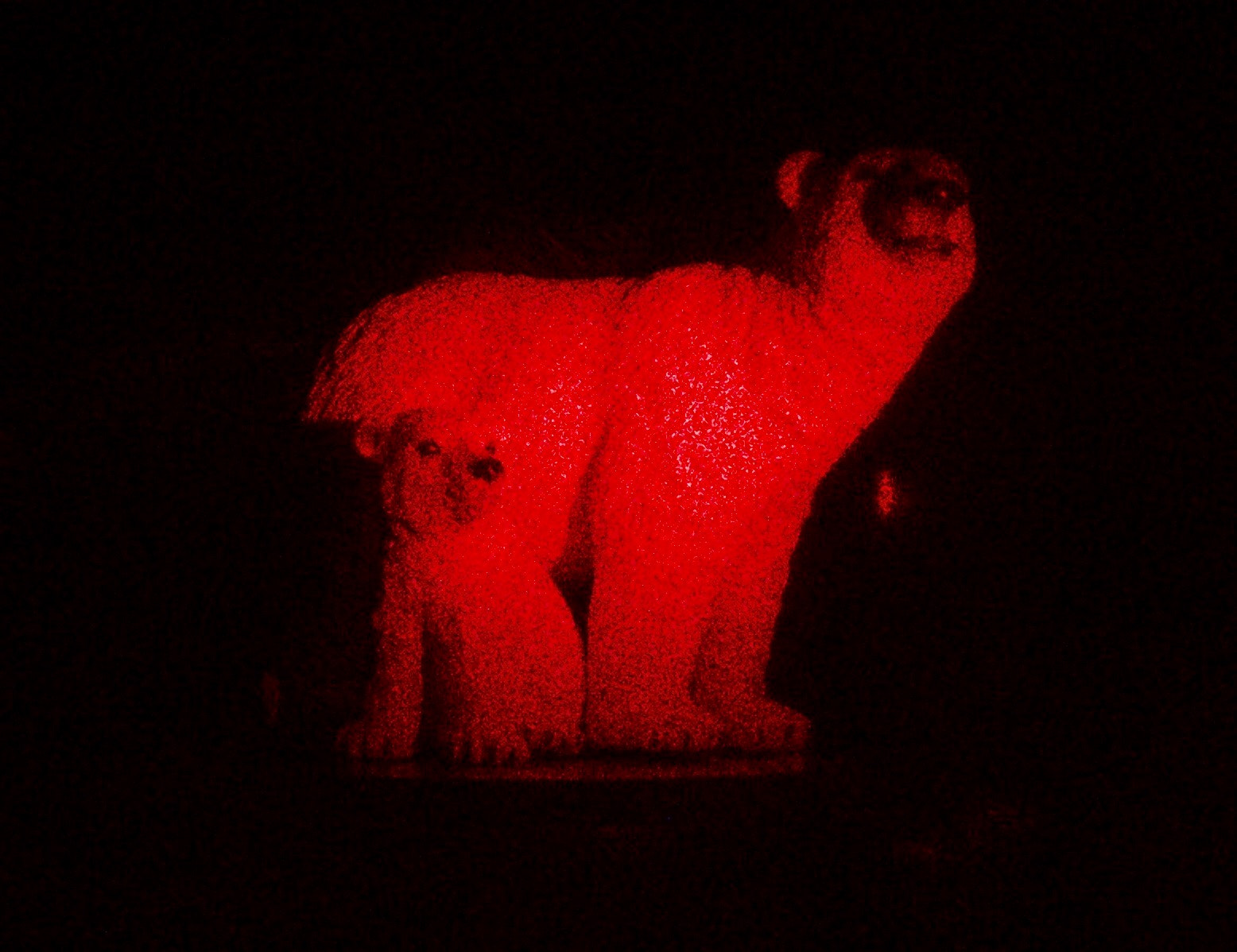 Canon EOS 450D (EOS Rebel XSi / EOS Kiss X2) sample photo. Transmission hologram of two polar bears on photo plate, nehe cw laser photography
