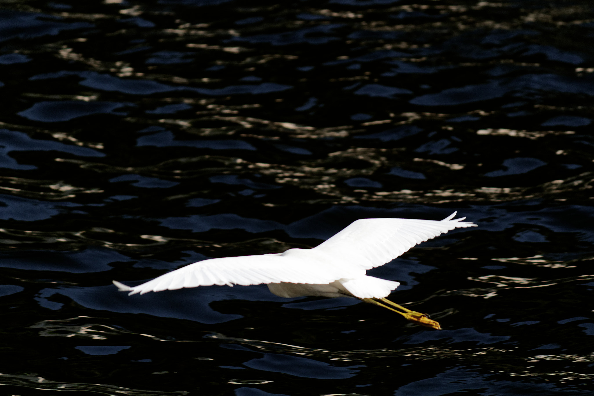Canon EF-S 55-250mm F4-5.6 IS II sample photo. Take flight photography