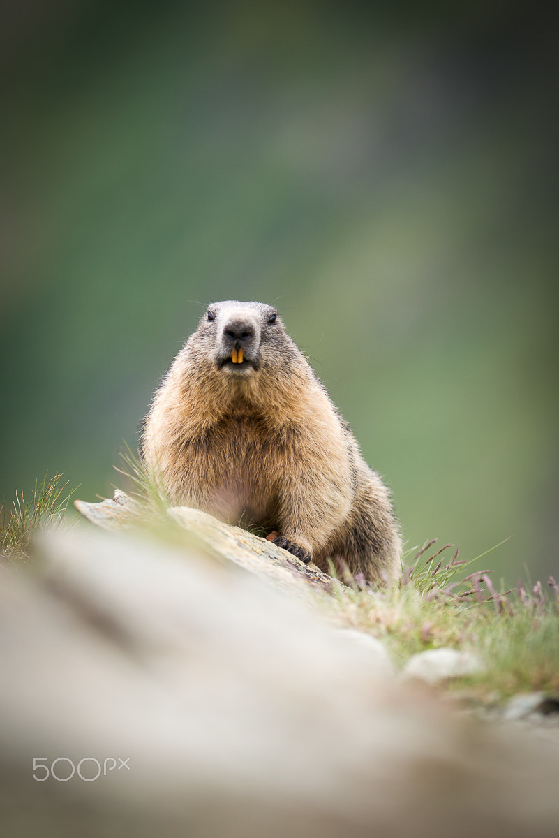 Nikon AF-S Nikkor 300mm F2.8G ED-IF VR sample photo. Marmot photography