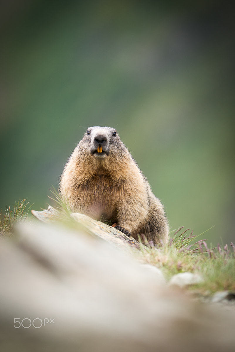 Nikon D800E + Nikon AF-S Nikkor 300mm F2.8G ED-IF VR sample photo. Marmot photography