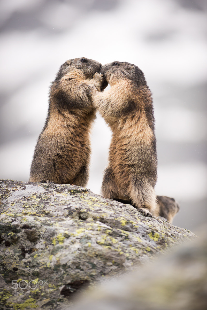 Nikon AF-S Nikkor 300mm F2.8G ED-IF VR sample photo. Marmot photography