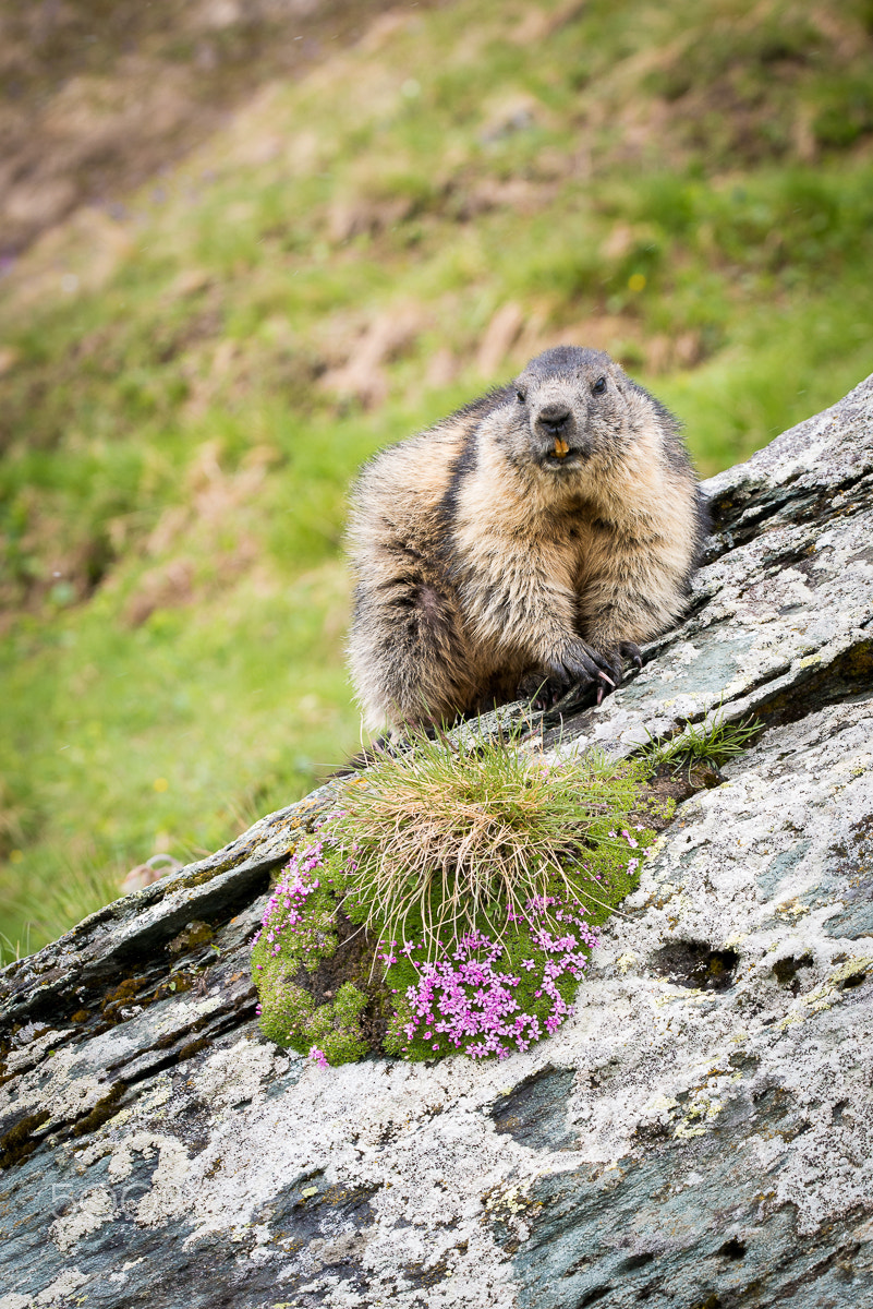 Sigma 150mm F2.8 EX DG OS Macro HSM sample photo. Marmot photography